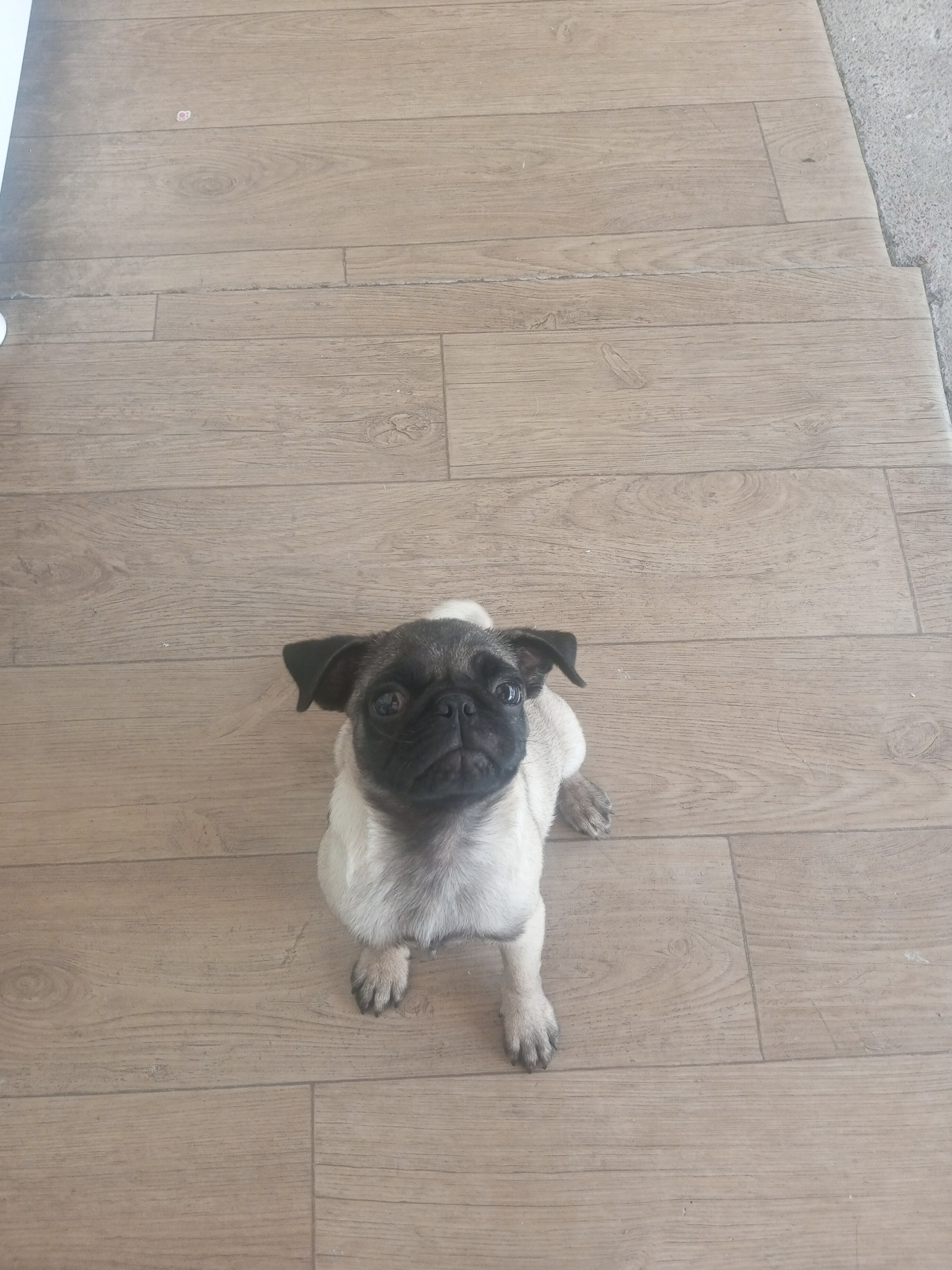 Vendo filhote macho (negocio) - Foto 1