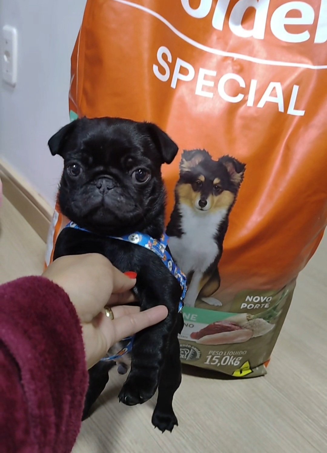 Vendo pug de 3 meses.