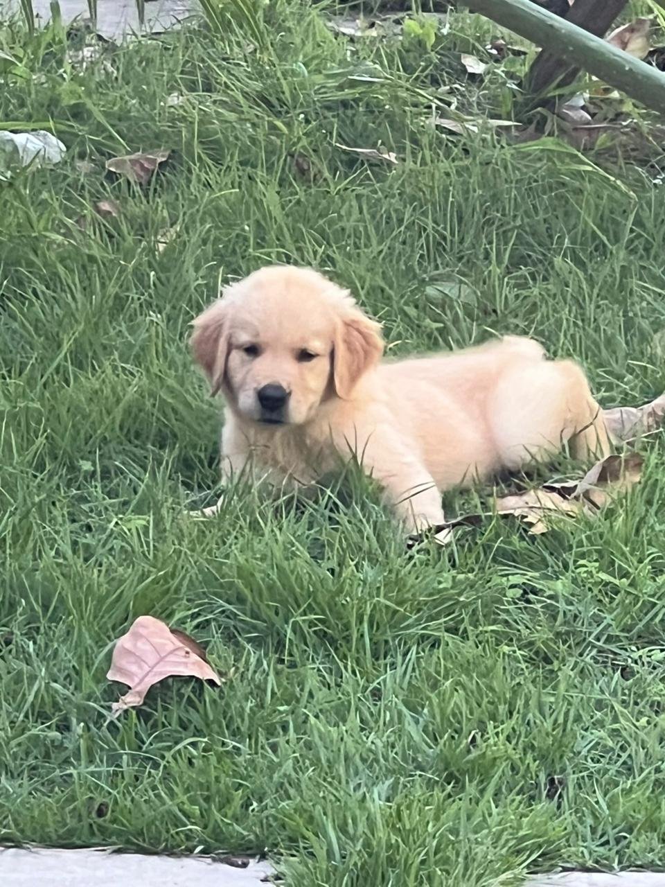 Golden Retriever - Foto 3