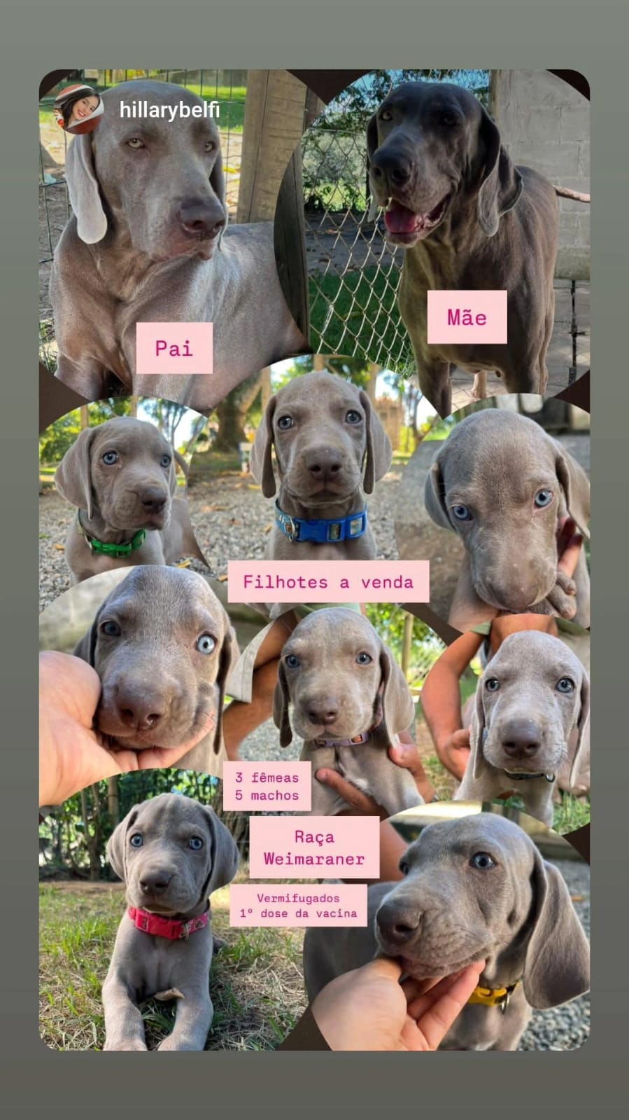 Portal Vendocão Filhotes Weimaraner  Vila Velha
