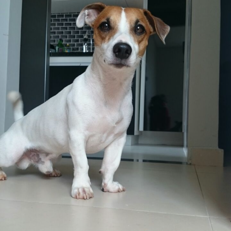 FILHOTE DE JACK RUSSELL TERRIER FÊMEA CBKC | LINHAGEM DOM DELIUS | ALTO PADRÃO - Foto 5