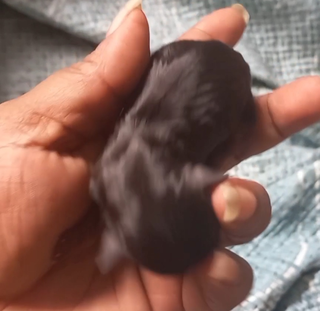 Portal Vendocão Filhote de pinscher miniatura  IPATINGA