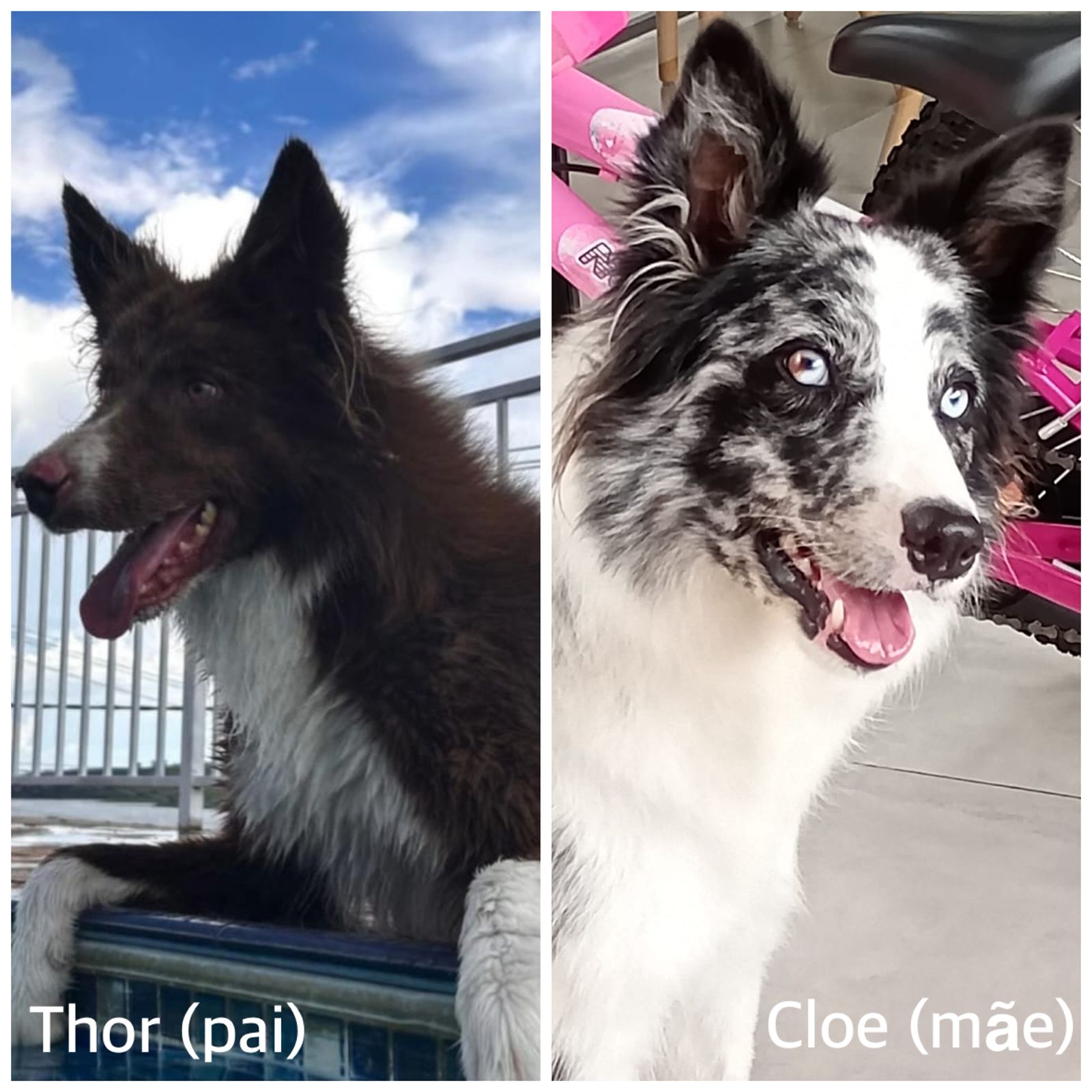 Portal Vendocão Vendo boder collie Franca