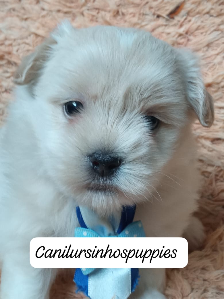 Portal Vendocão lhasa apso lindos bebes disponivel #canilursinhospuppies  araraquara 
