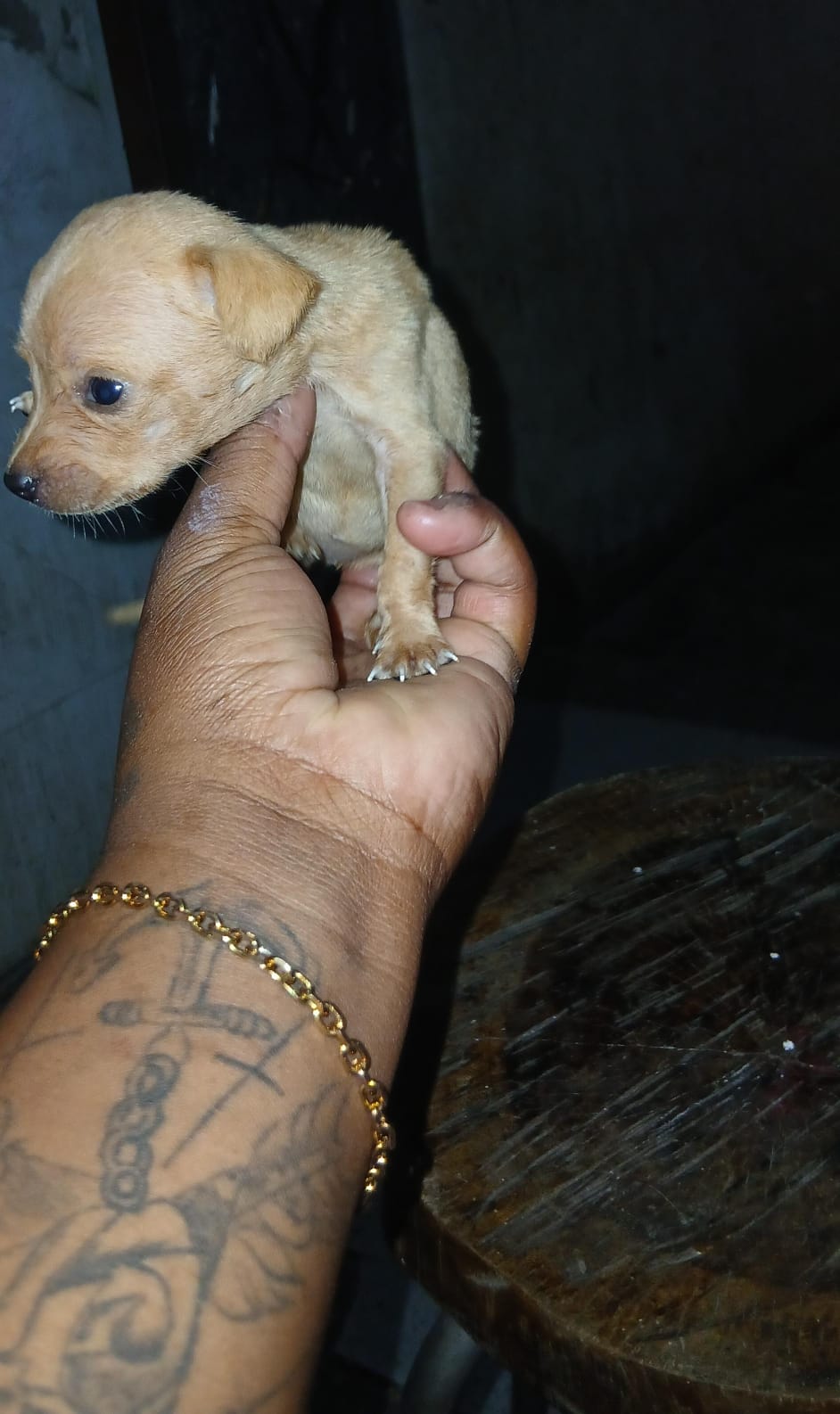Pinscher fêmea zero - Foto 1