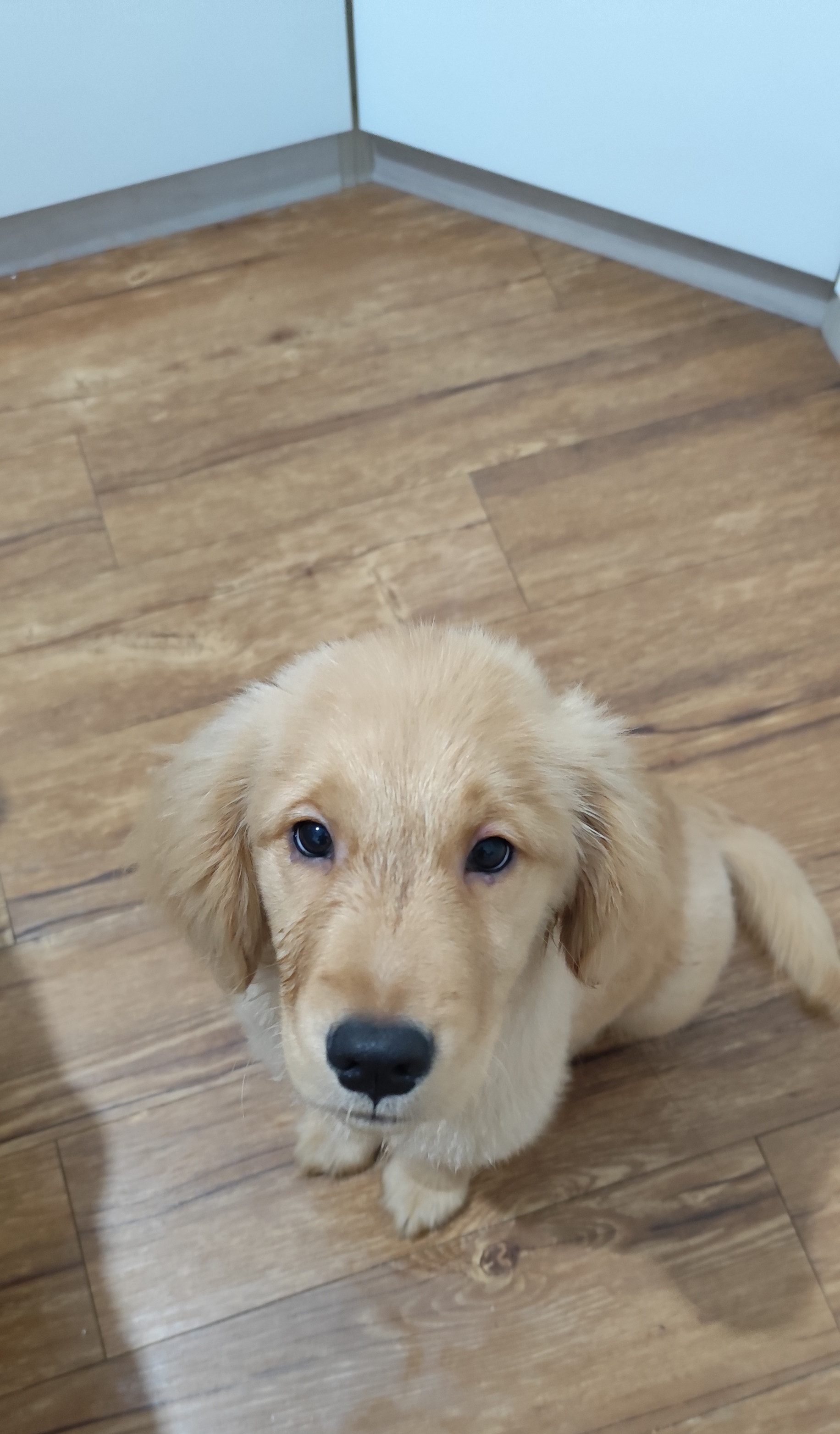 Portal Vendocão Lindo filhote de Golden Retriever  Canoas