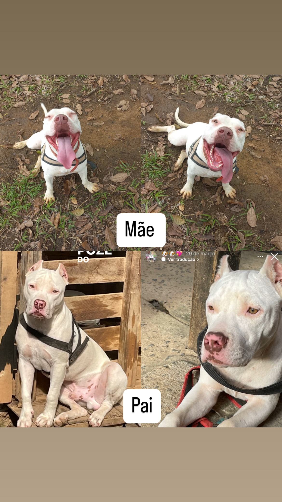 Portal Vendocão Filhote pitbull branco Serra