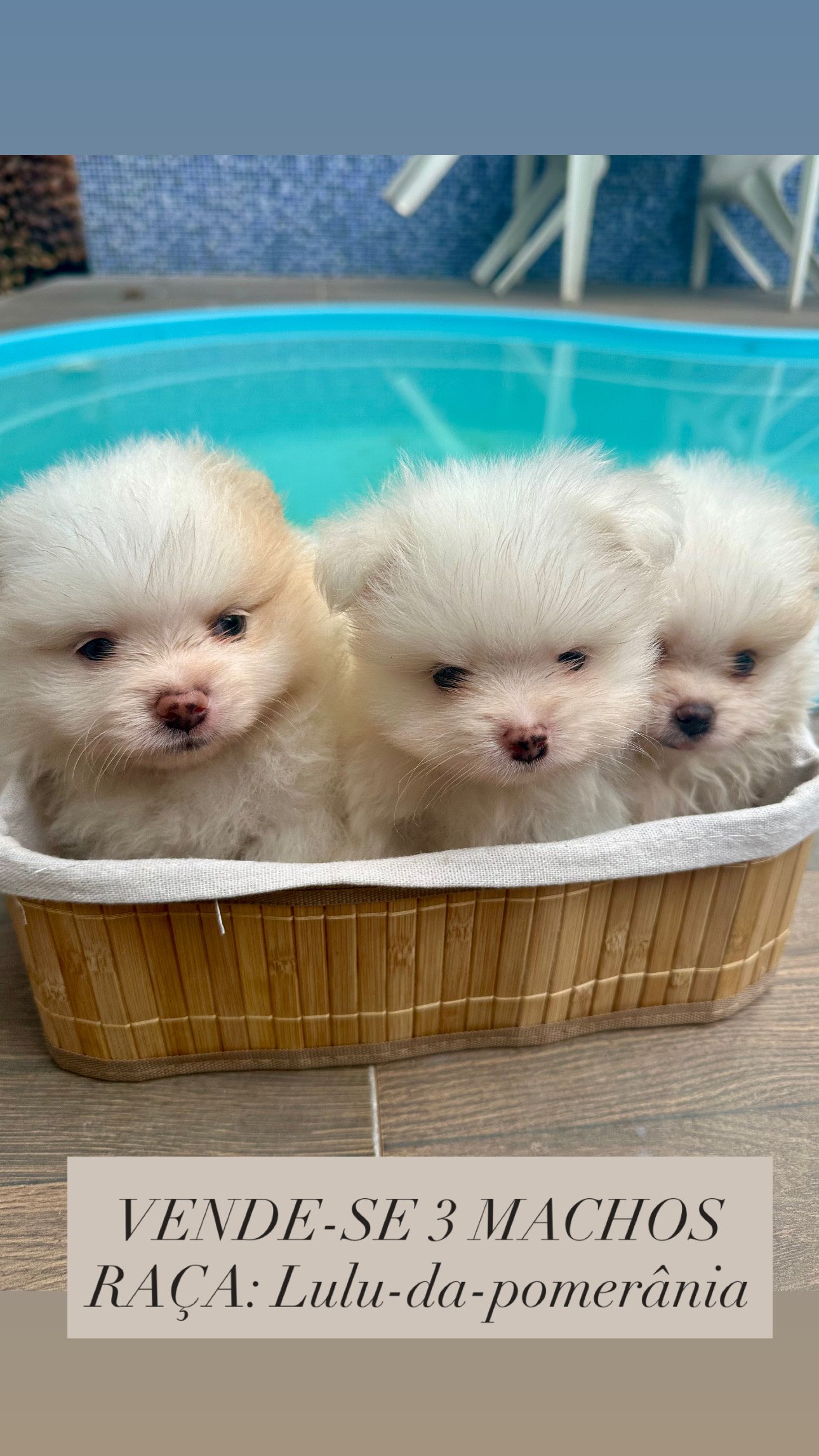 LULU DA POMERANIA- sptiz alemão  - Foto 1