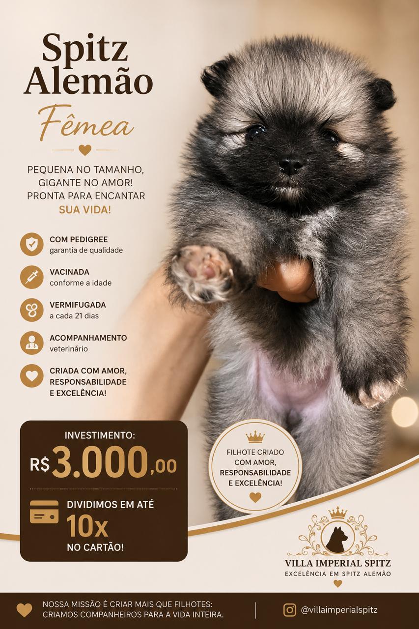 Filhotes de Spitz alemão  - Foto 3