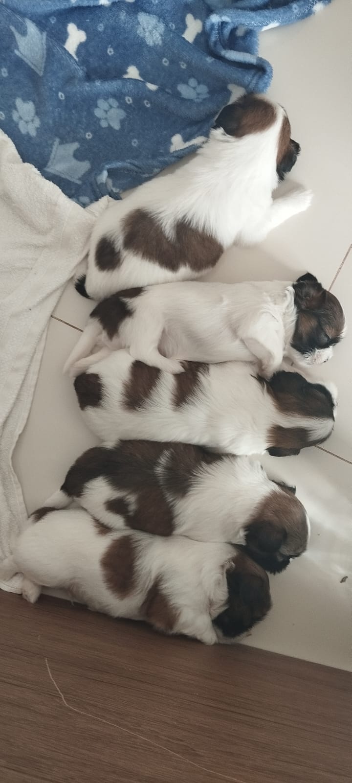 Filhotes de Shih tzu