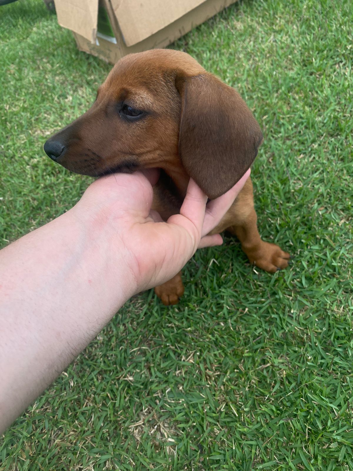 Portal Vendocão Lindos filhotes de Dachshund Sertão