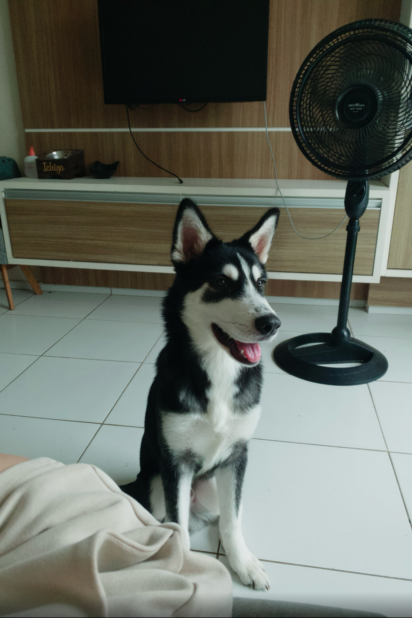 Portal Vendocão Husky siberiano vendo parcelado  São Luís 