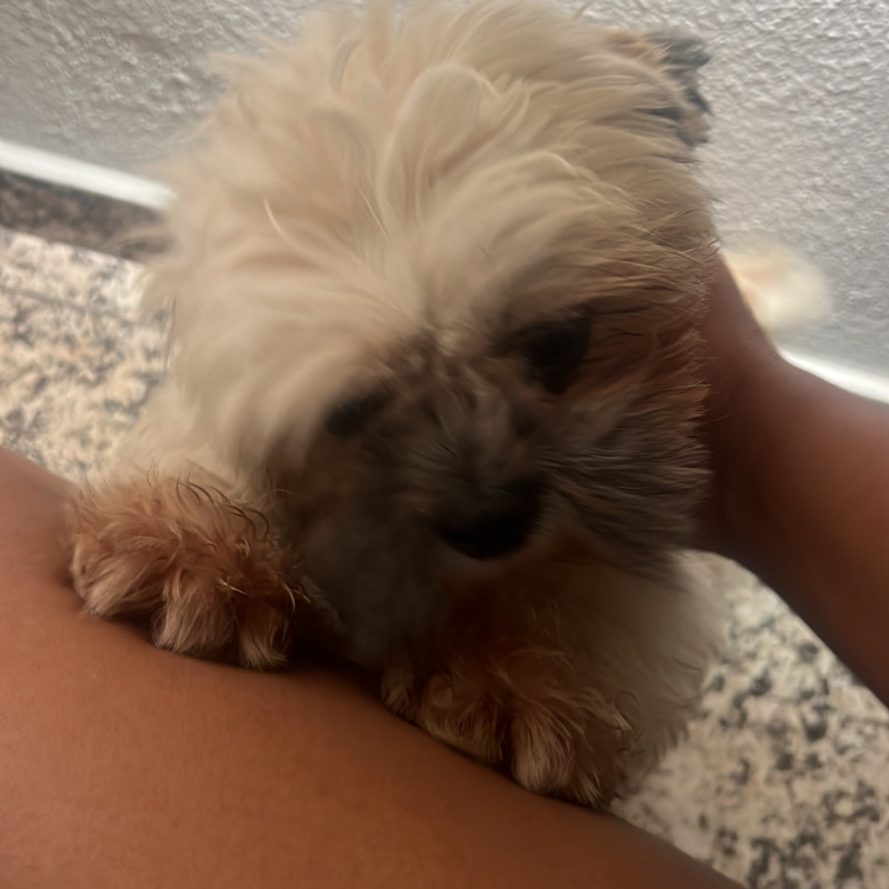 Lindo macho, com um aninho! - Foto 1