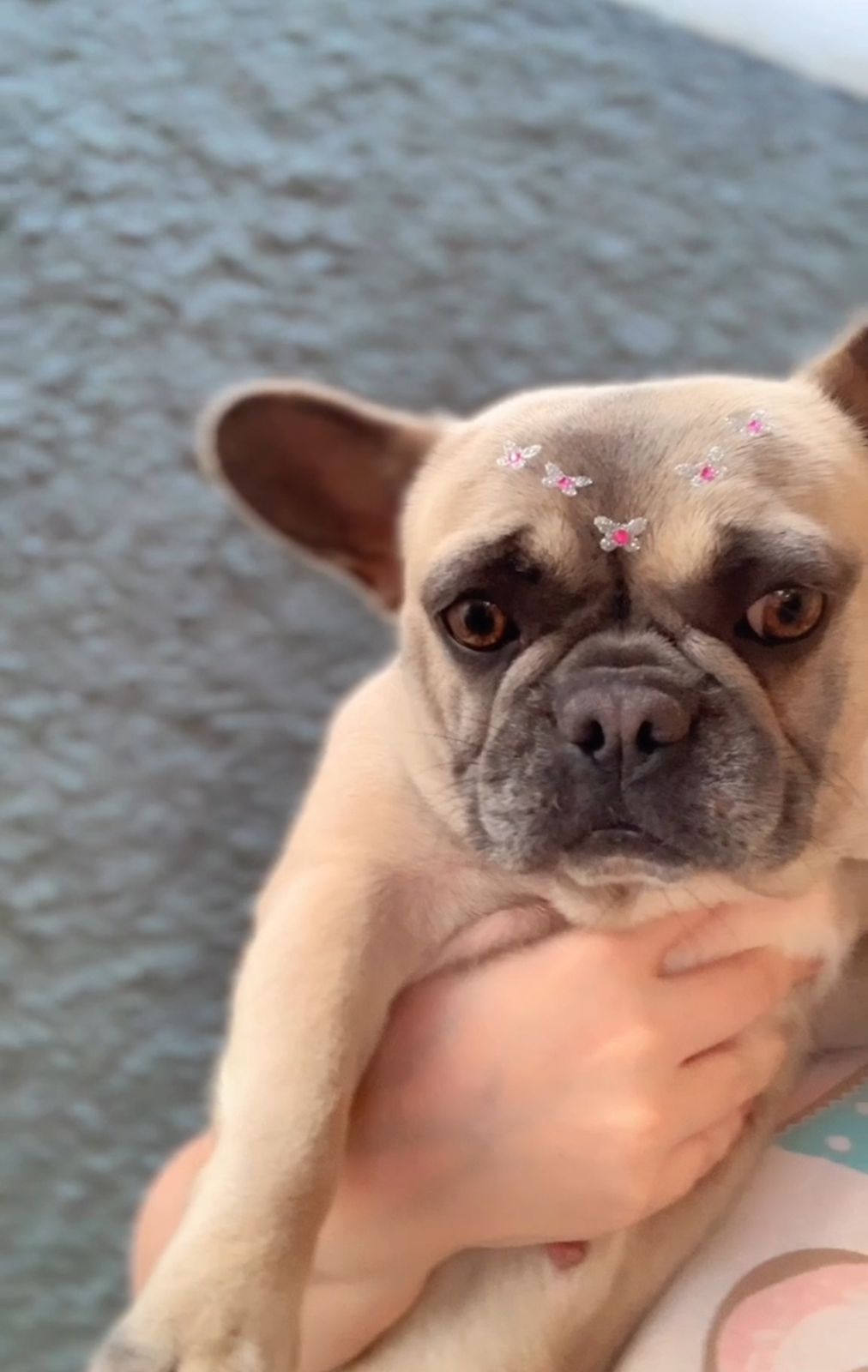Vendo uma Bulldog francês  - Foto 1