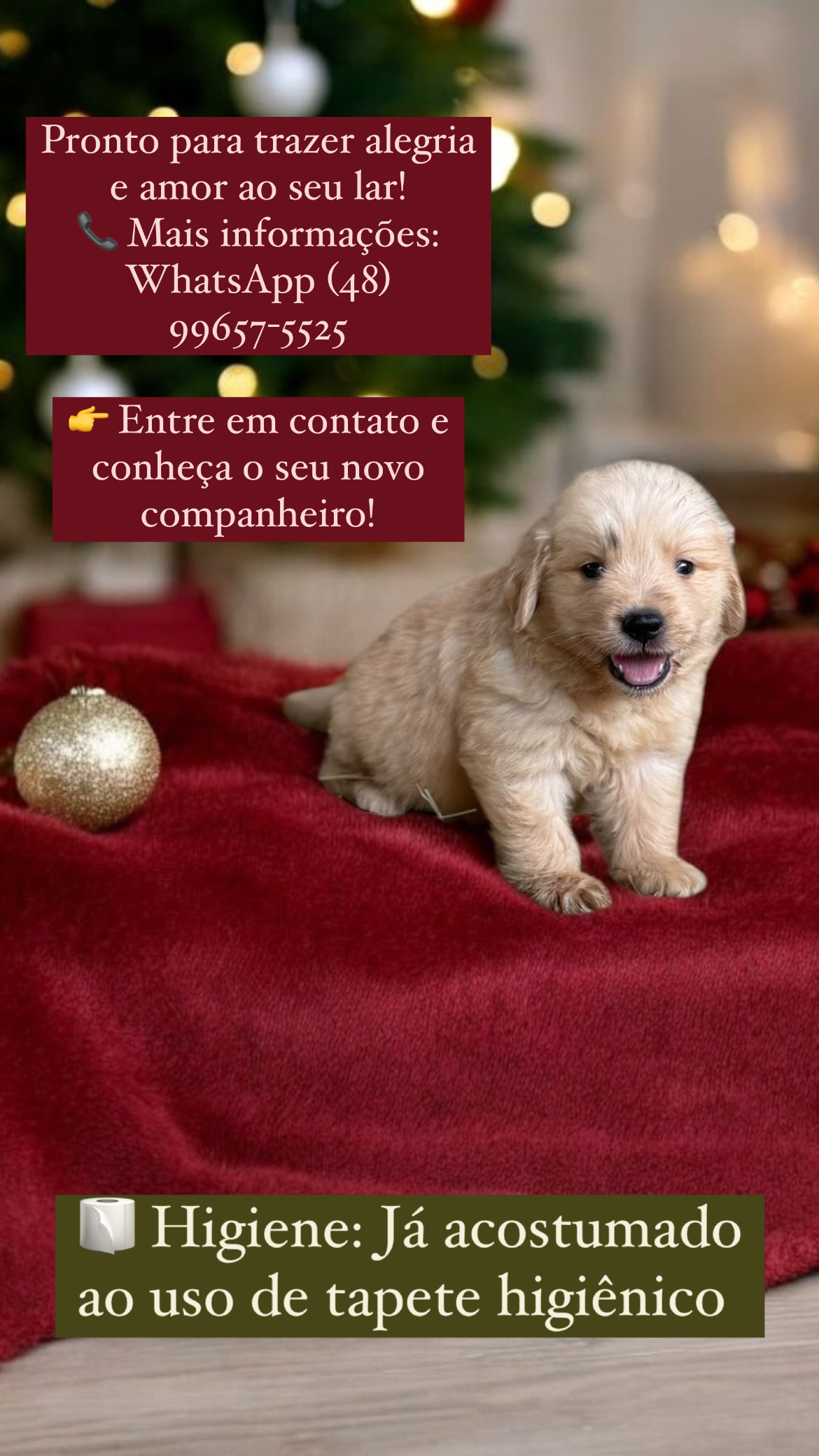 Portal Vendocão Lindos filhotes de Golden Retriever São José 