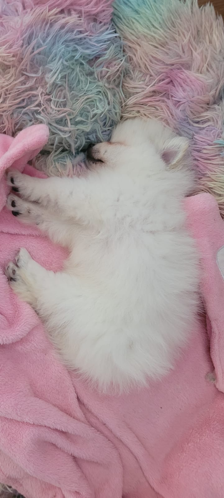 SPITZ ALEMAO, pequeno, Branco - Foto 2