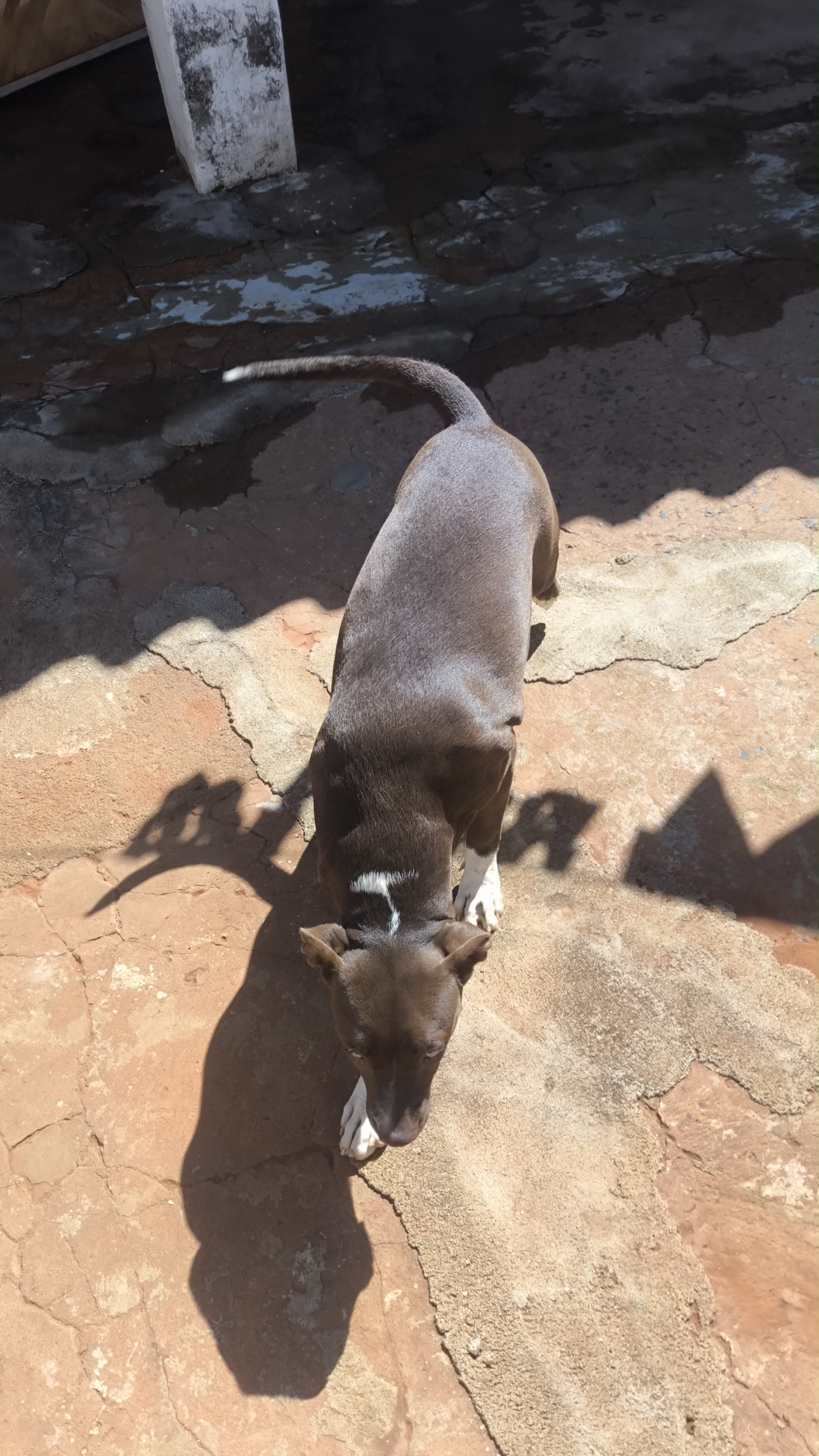 Pitbull Filhote - 6 Meses  - Foto 5