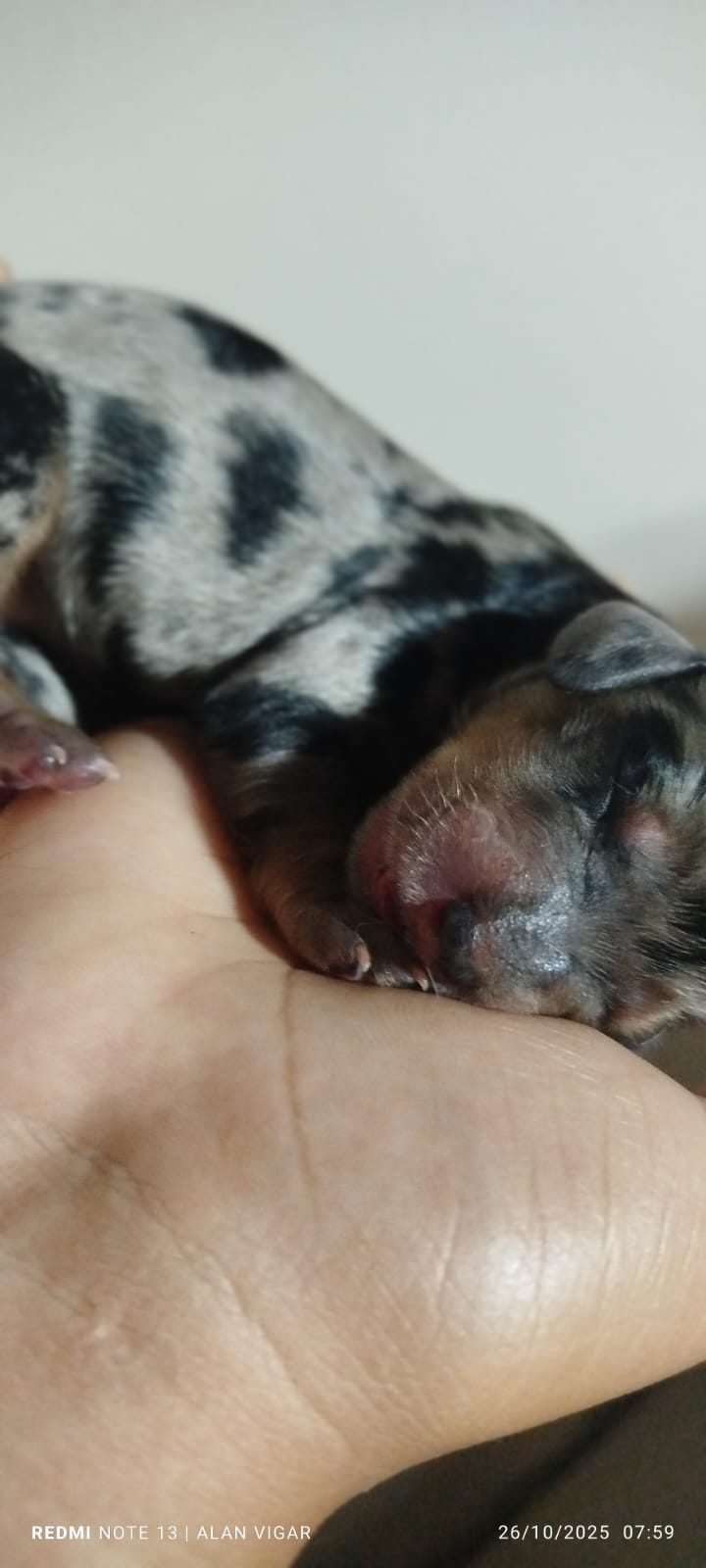 Portal Vendocão Venda de filhotes de Basset salsicha  Santa Mariana