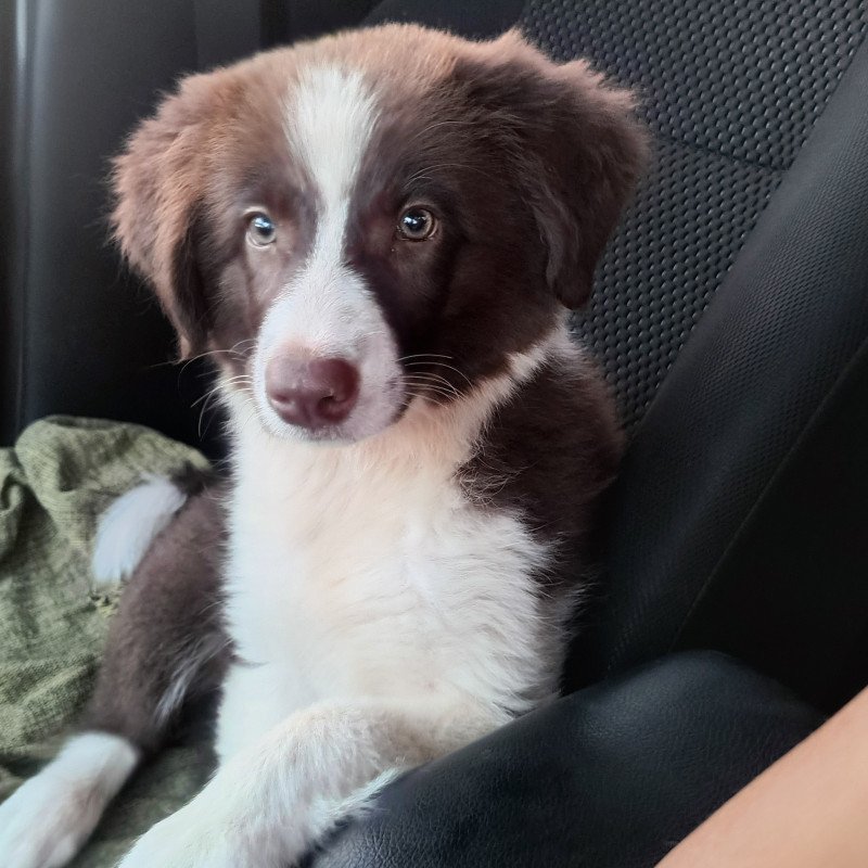 Border Collie fêmea