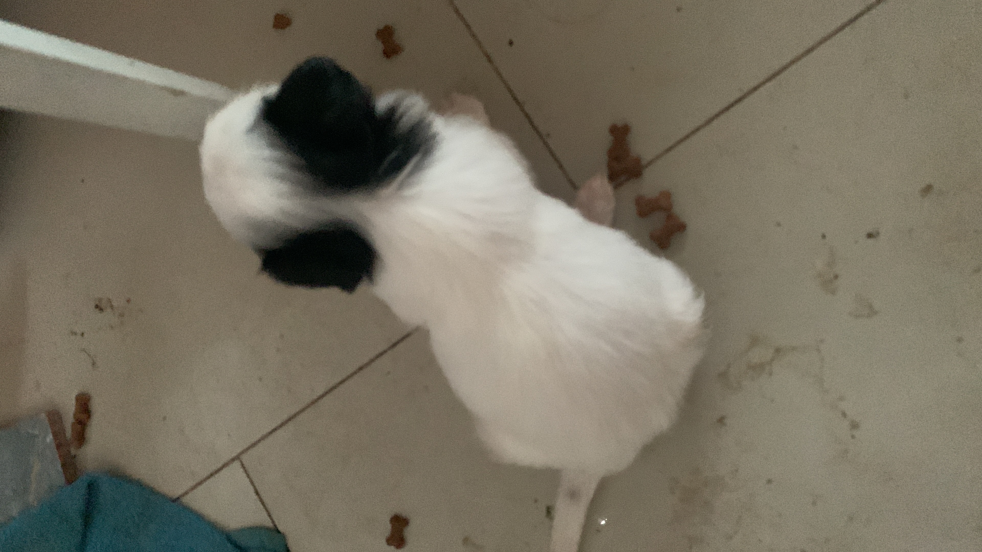 Portal Vendocão CADELINHA FÊMEA SHIH TZU Montes Claros