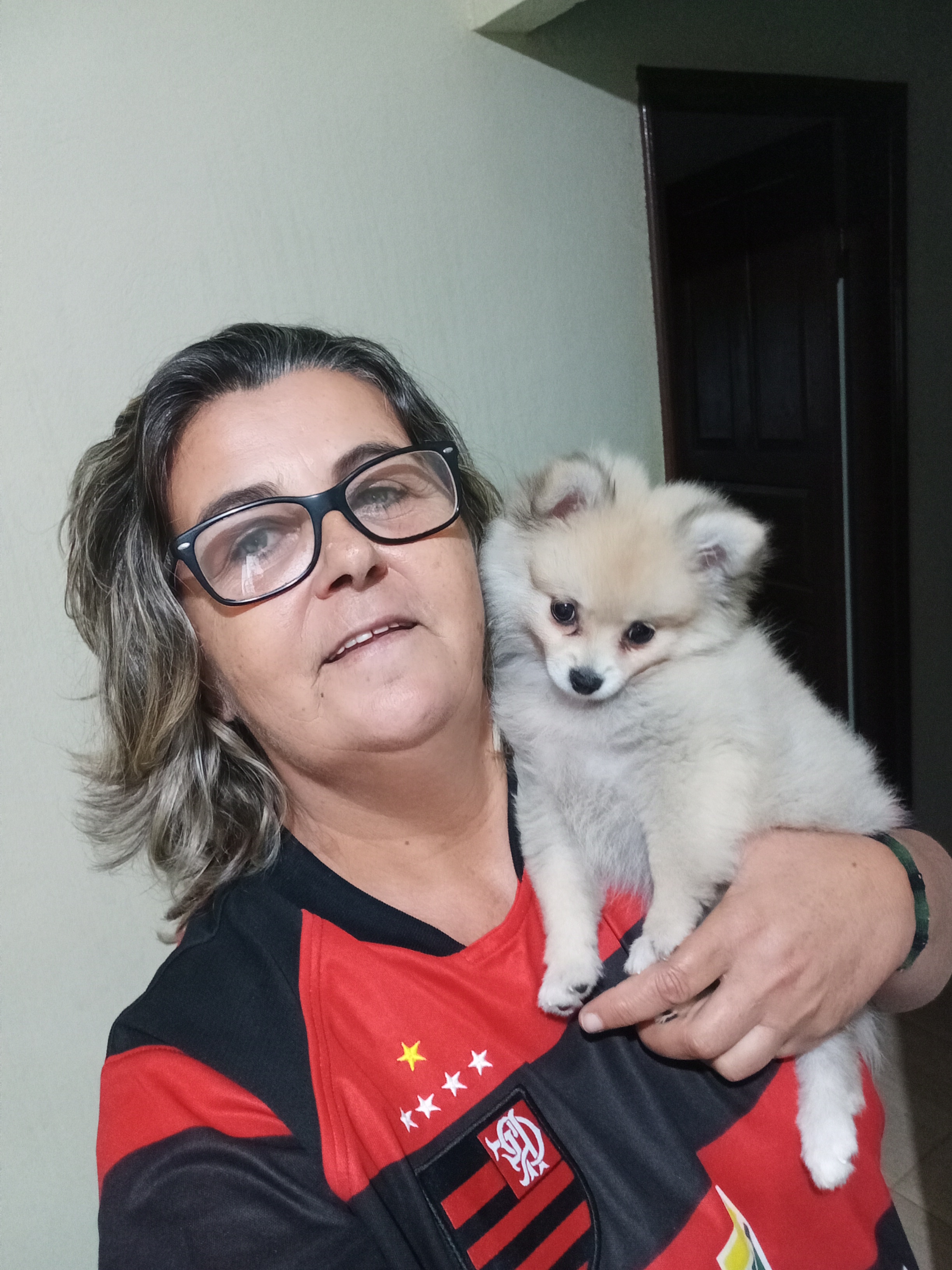 Portal Vendocão Spitz alemão  Venda nova do imigrante