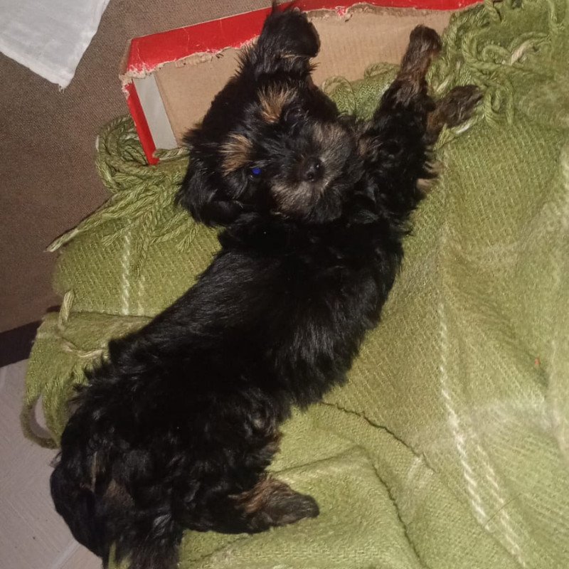 Venda cachorro Yorkshire