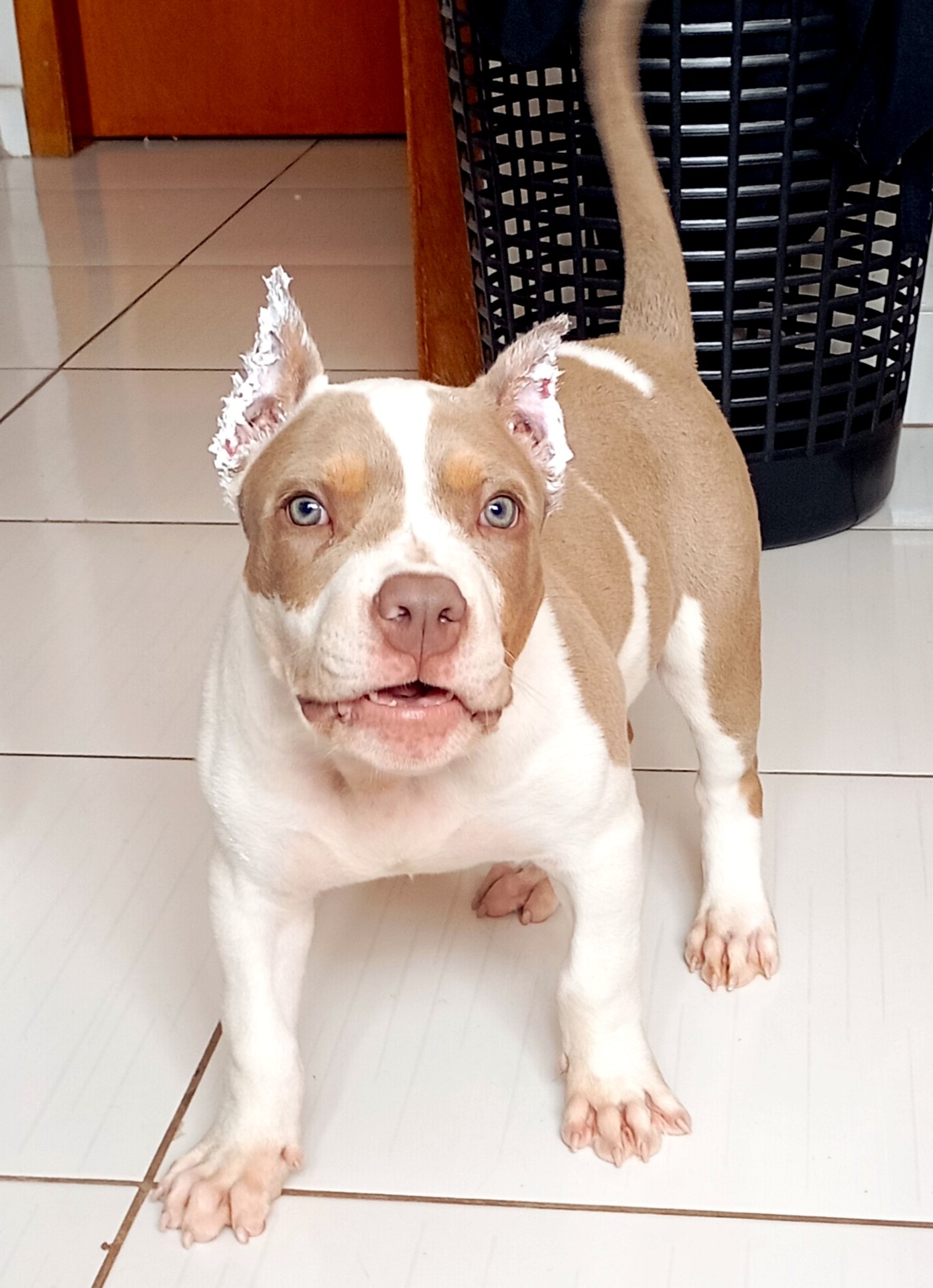 Américan bully standard 4 meses  - Foto 1
