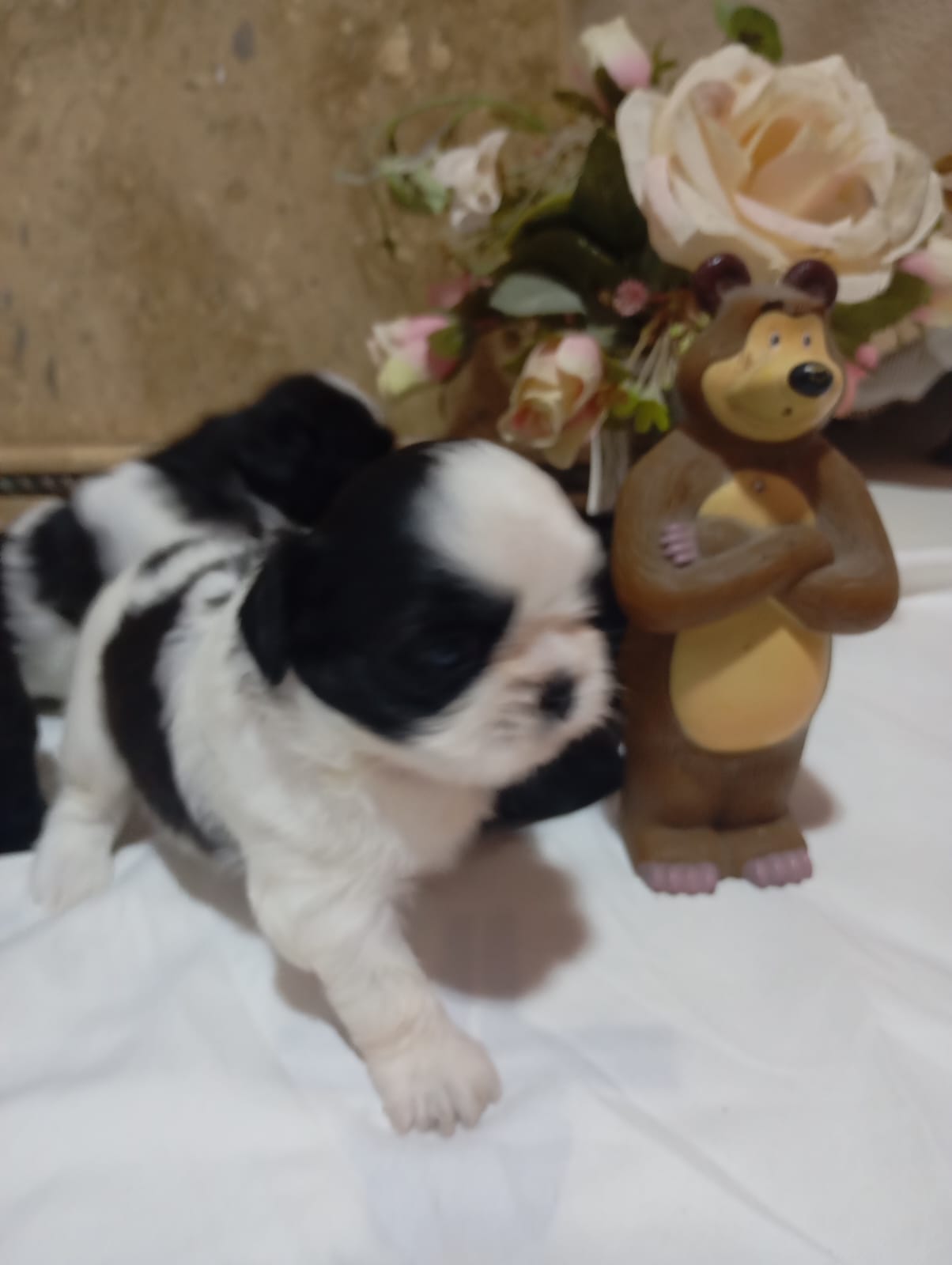 Portal Vendocão filhotes de Shih Tzu puro feira de santana