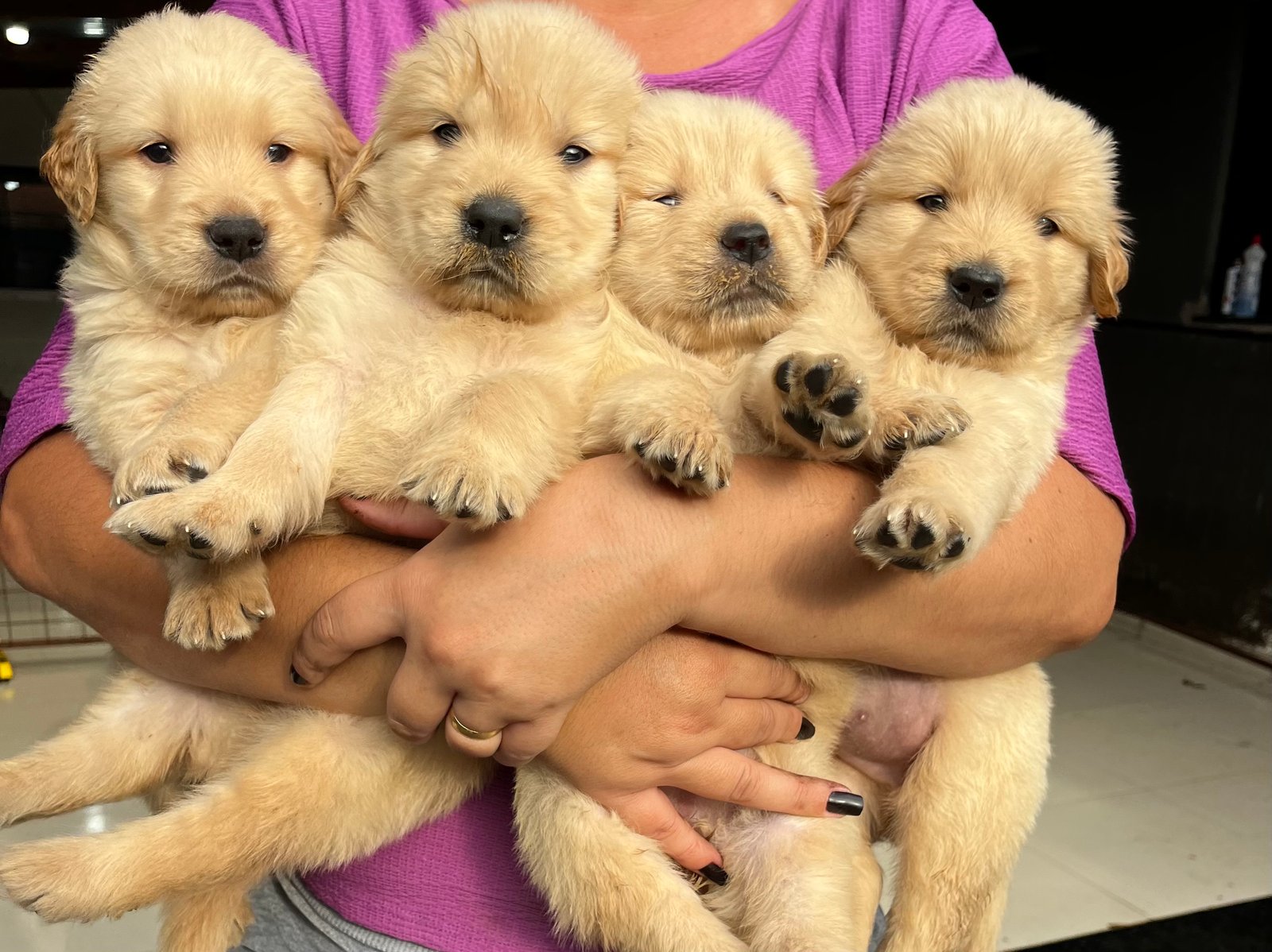 Golden Retriever filhotes 