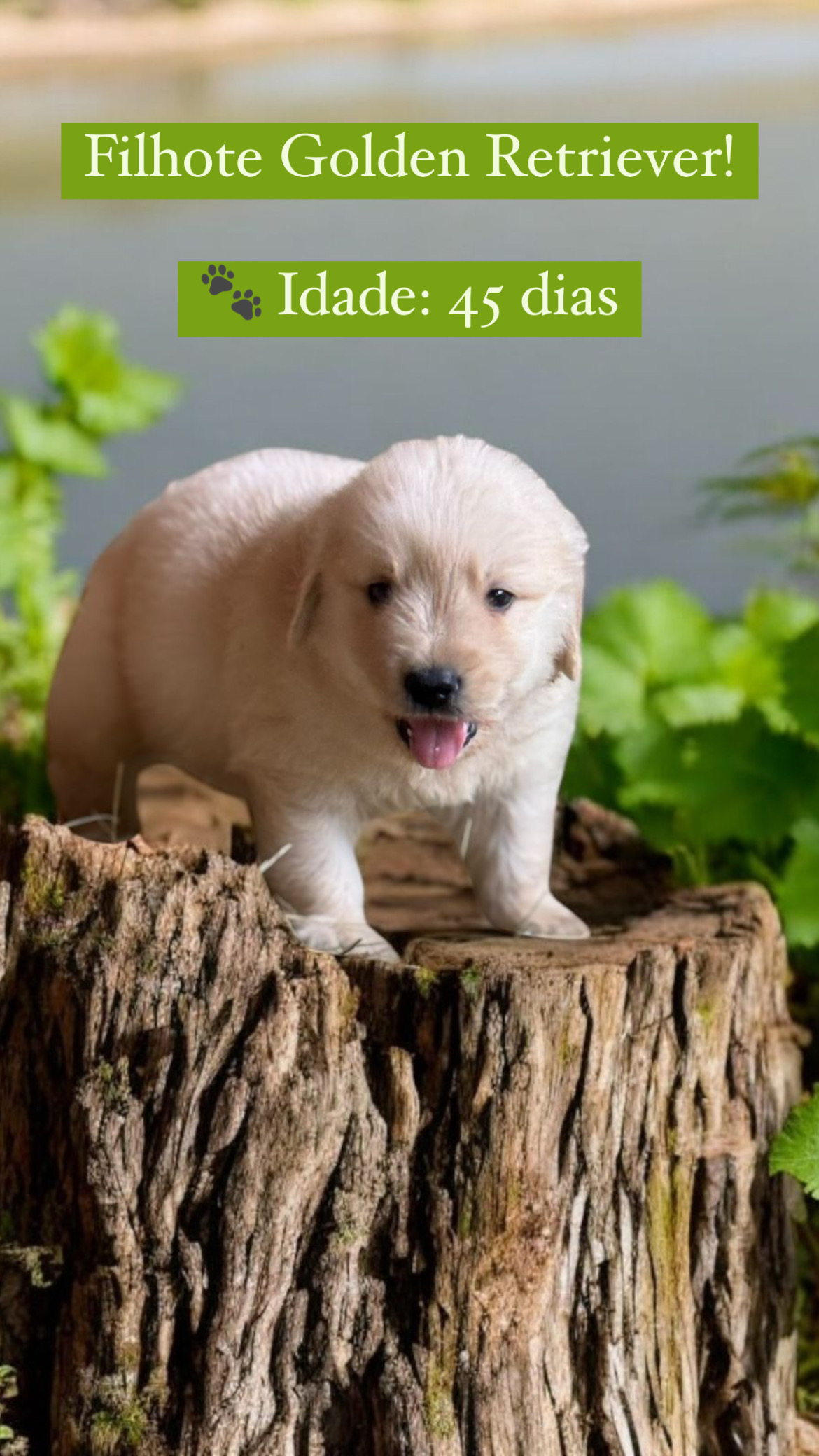 Portal Vendocão Lindos filhotes de Golden Retriever São José 