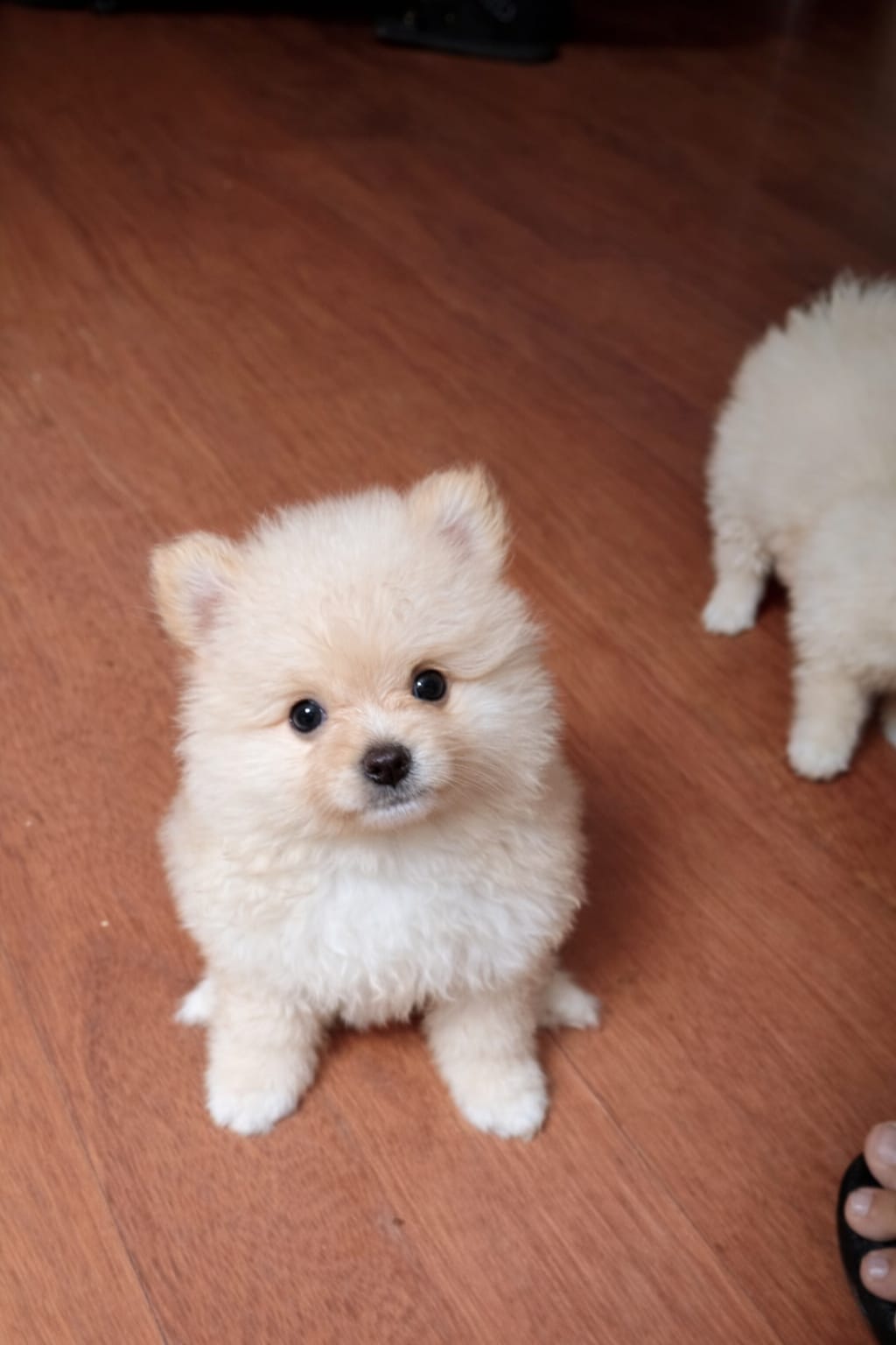  lulu da pomerânia - Foto 2