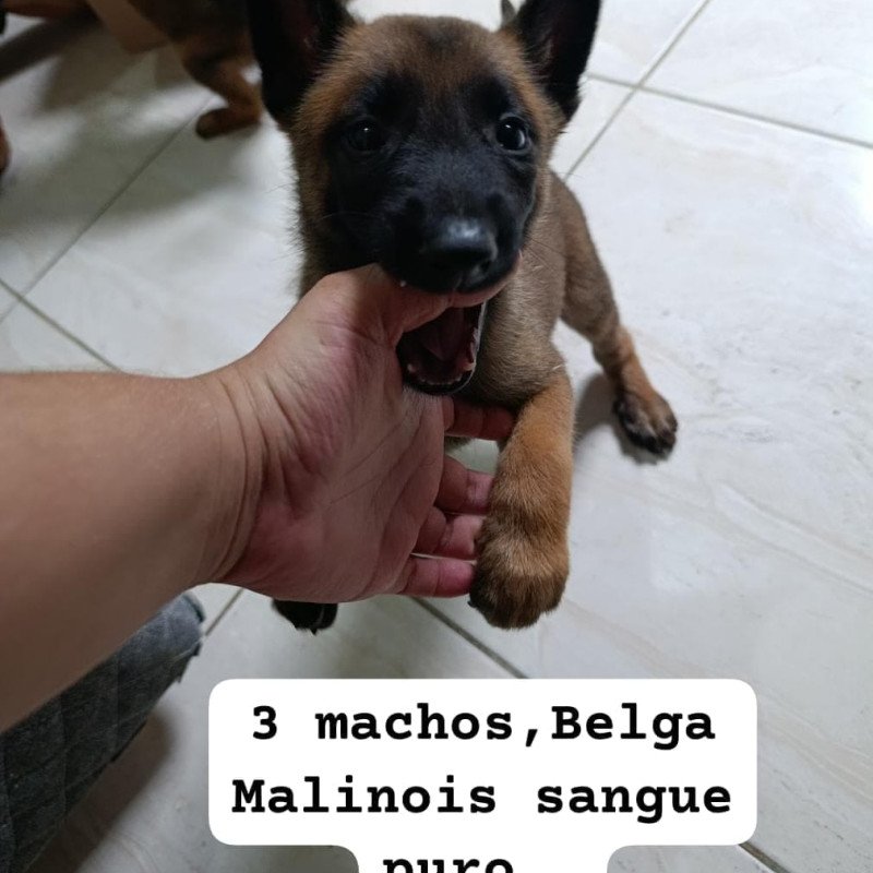 Pastor belga malinois