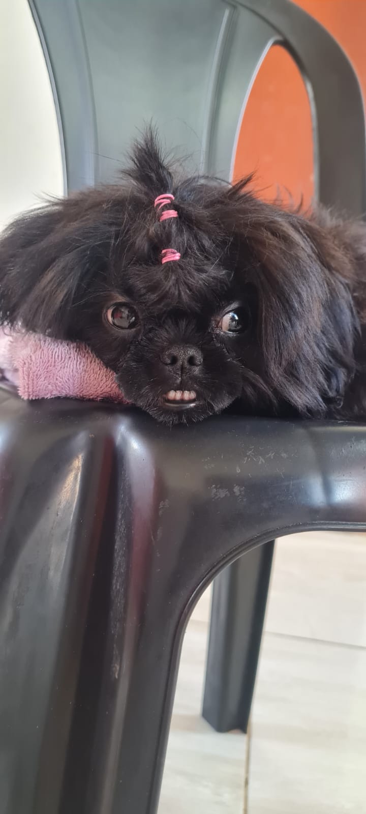 Portal Vendocão Shih Tzu Fêmea  Feira de Santana 