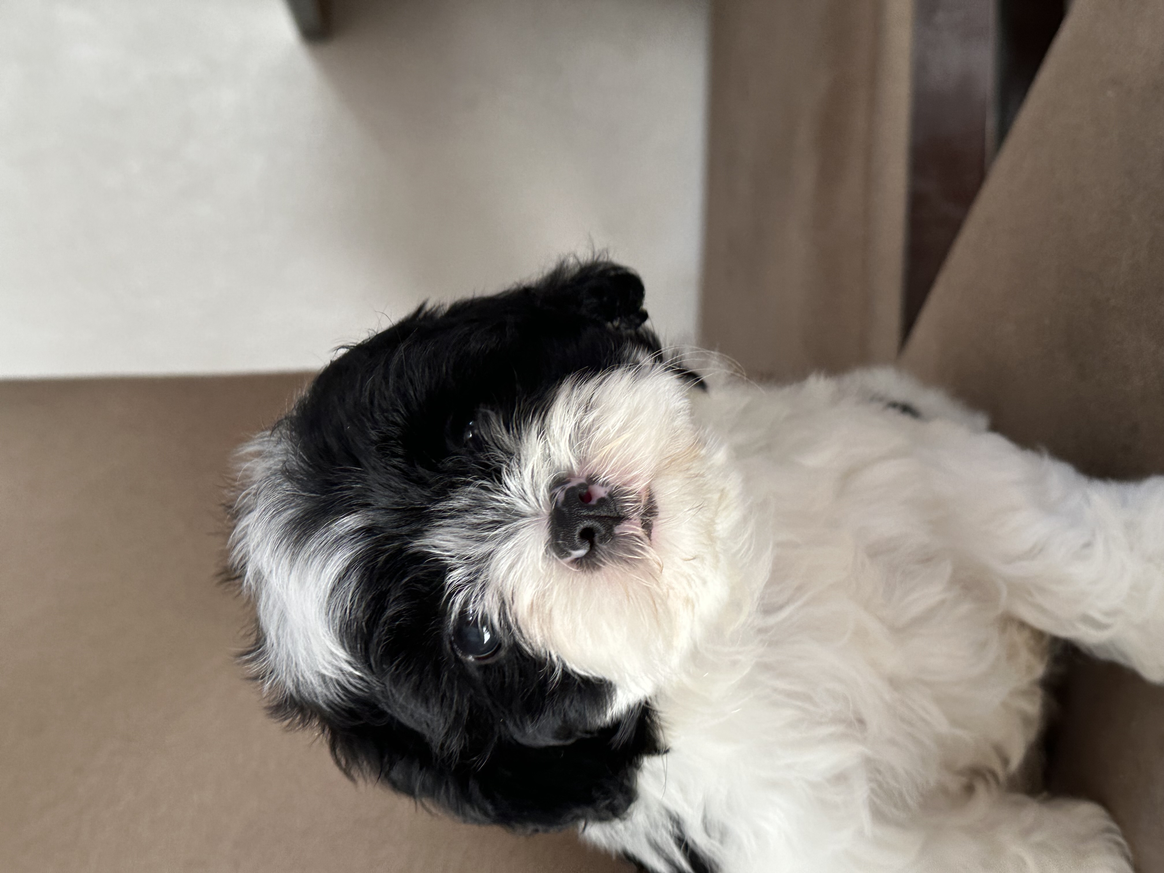 Portal Vendocão Lhasa apso - Macho  Porto Alegre