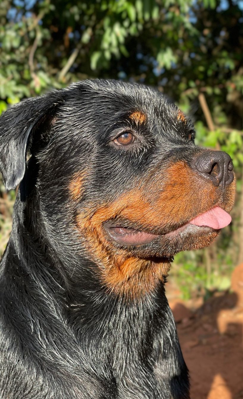 filhotes de Rottweiler Campo Grande 