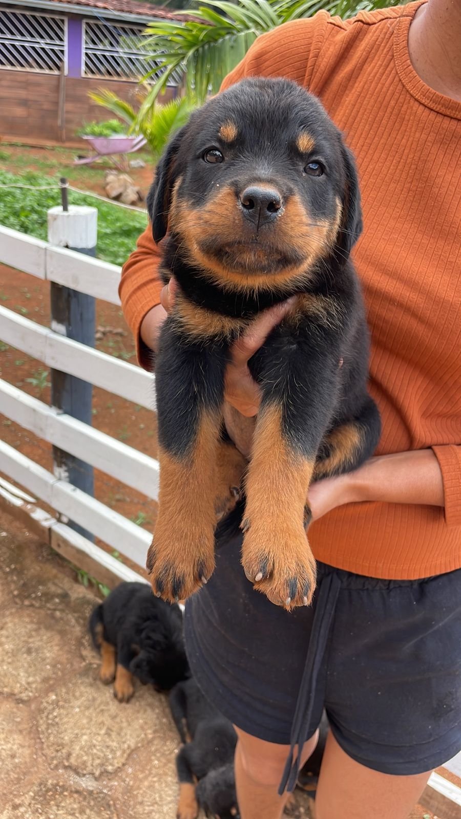 Filhote de rottweiler  - Foto 4
