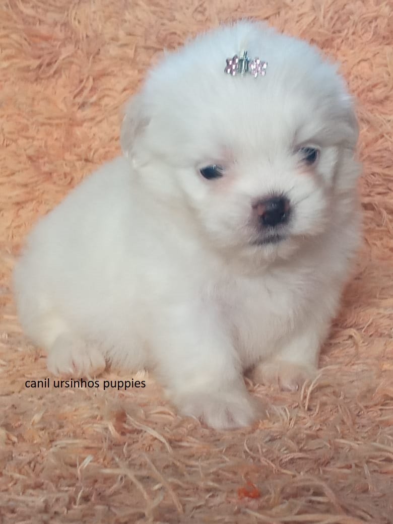maltes garanta hoje o seu bebe #canilursinhospuppies  - Foto 1