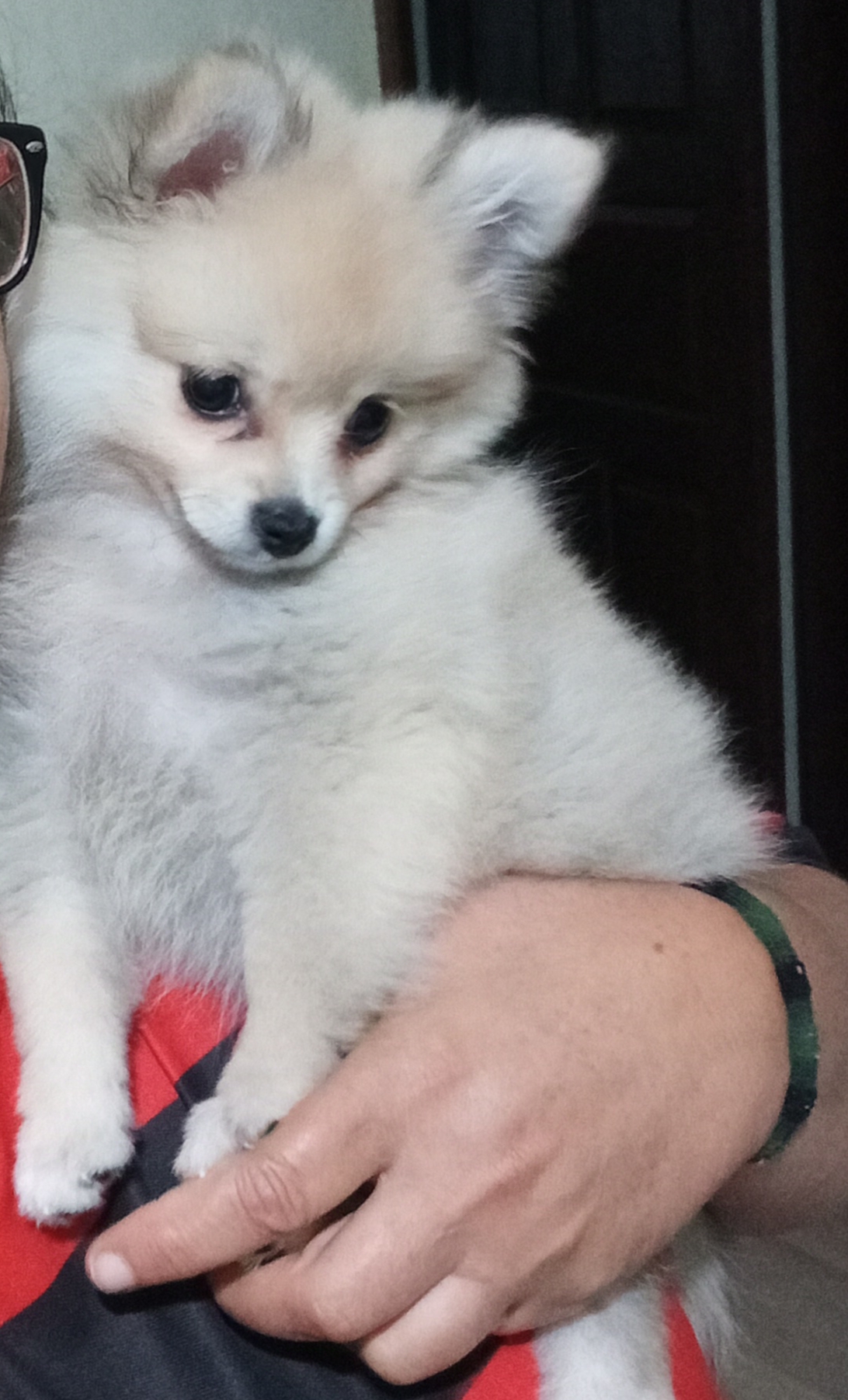 Portal Vendocão Spitz alemão  Venda nova do imigrante