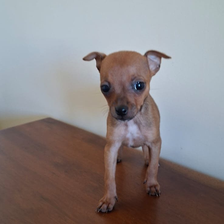 Filhote Pinscher Fêmea