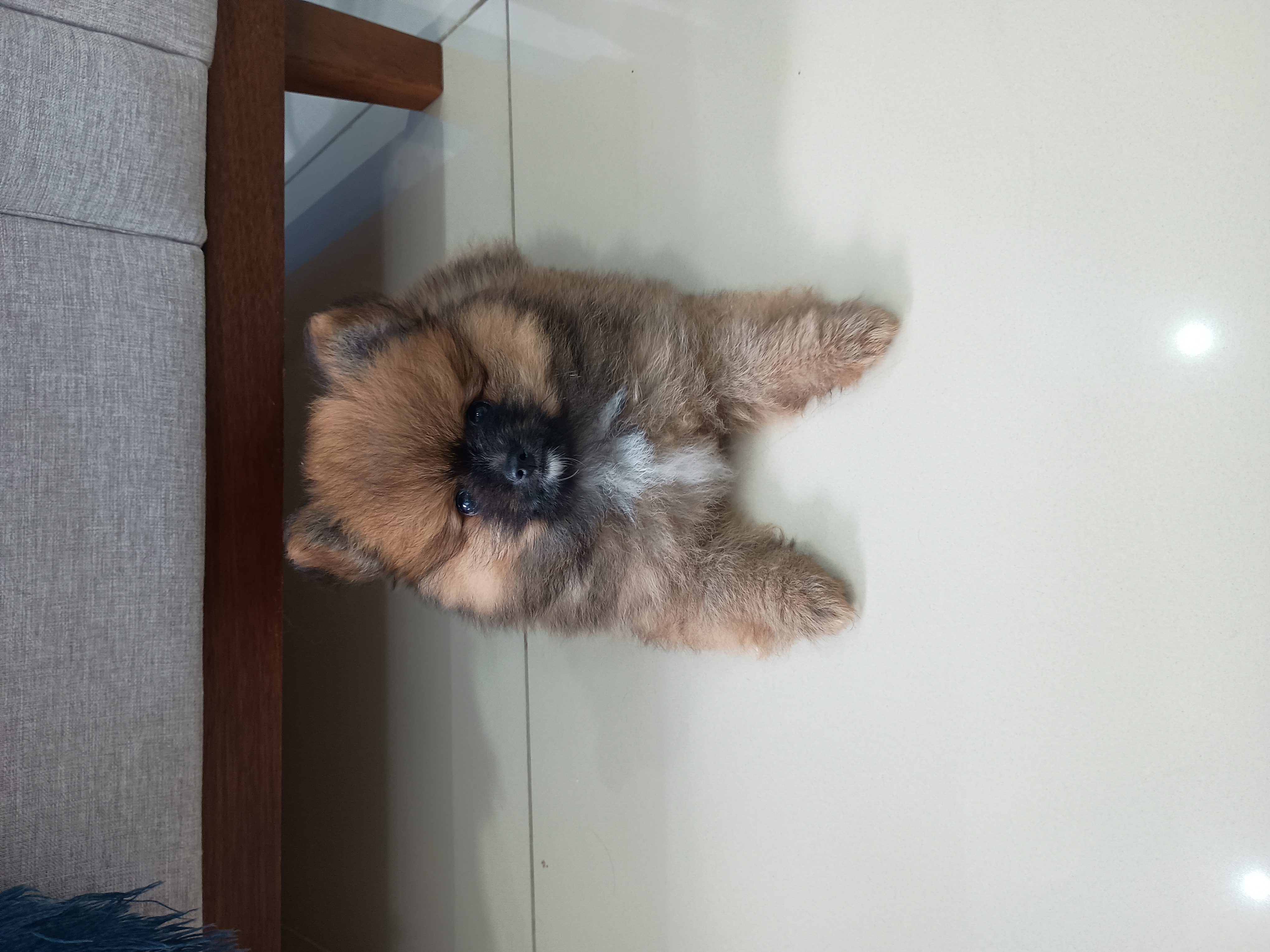 Portal Vendocão Cachorrinha Lulu da pumerania pedigree  Campina grande 