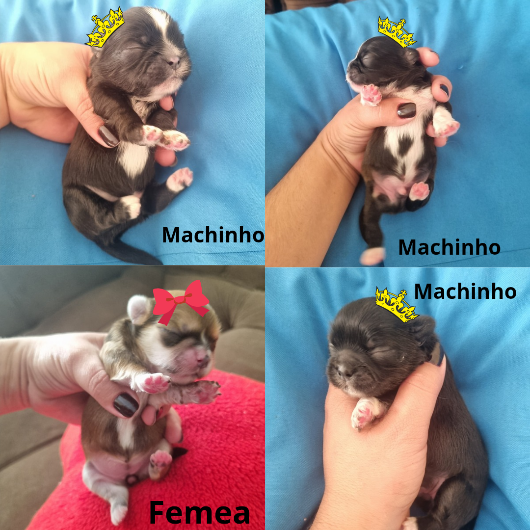 Portal Vendocão Lindos filhotes de shihtzu puros  Vitória da Conquista