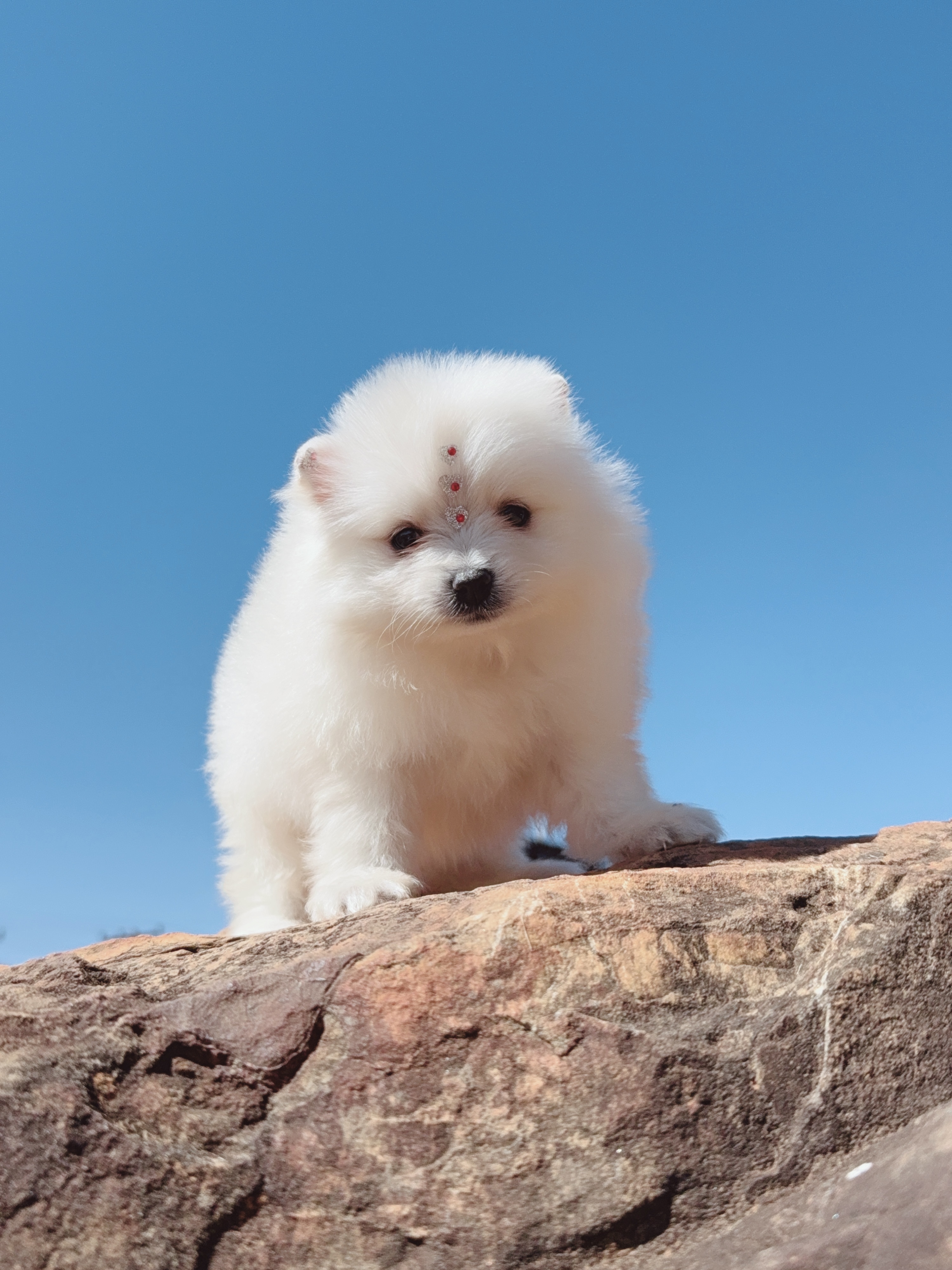 Portal Vendocão Lulu machos e fêmeas branquinhos  Brasília 
