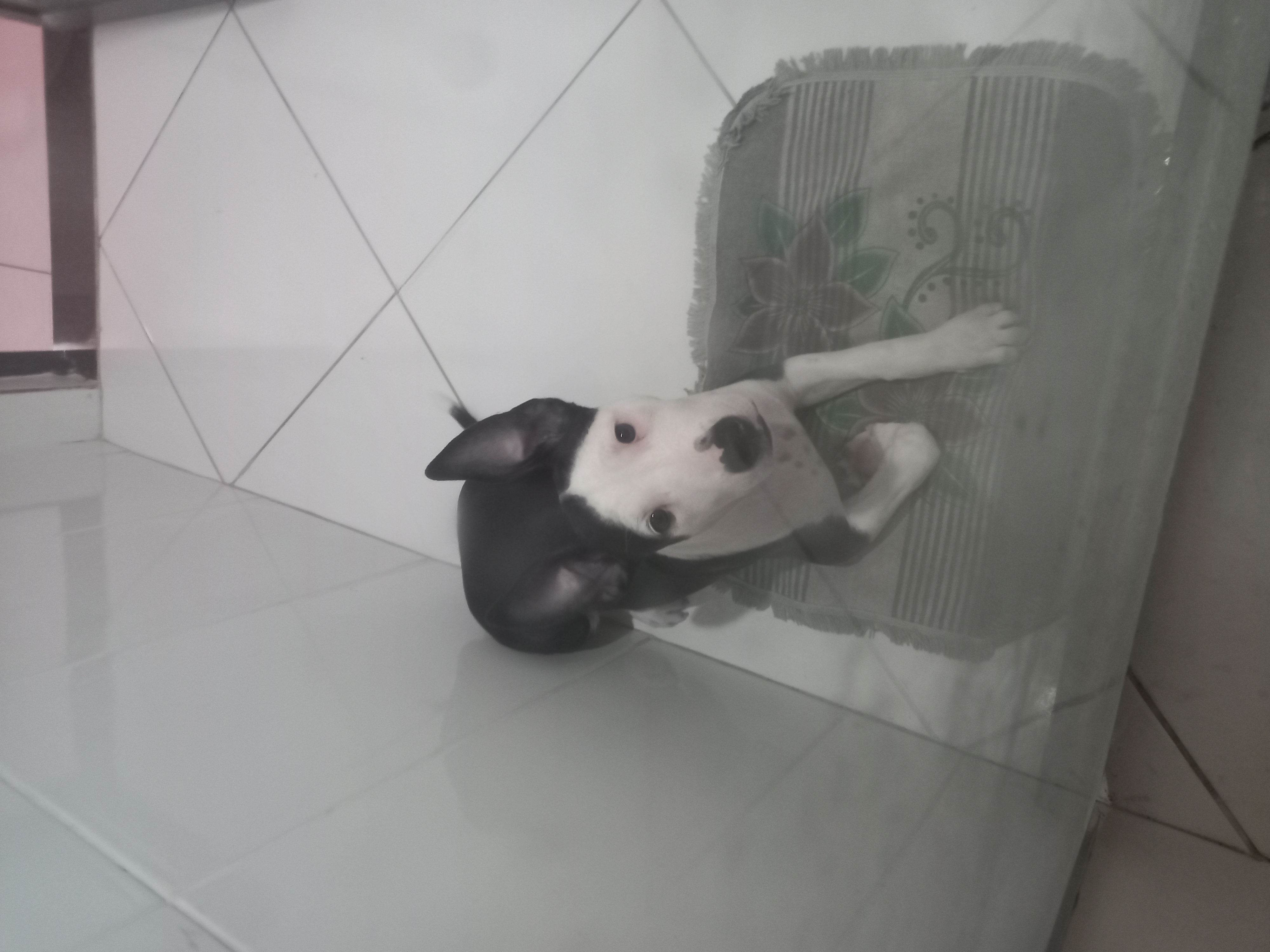 Portal Vendocão Vende-se esse pitbull   Salvador 