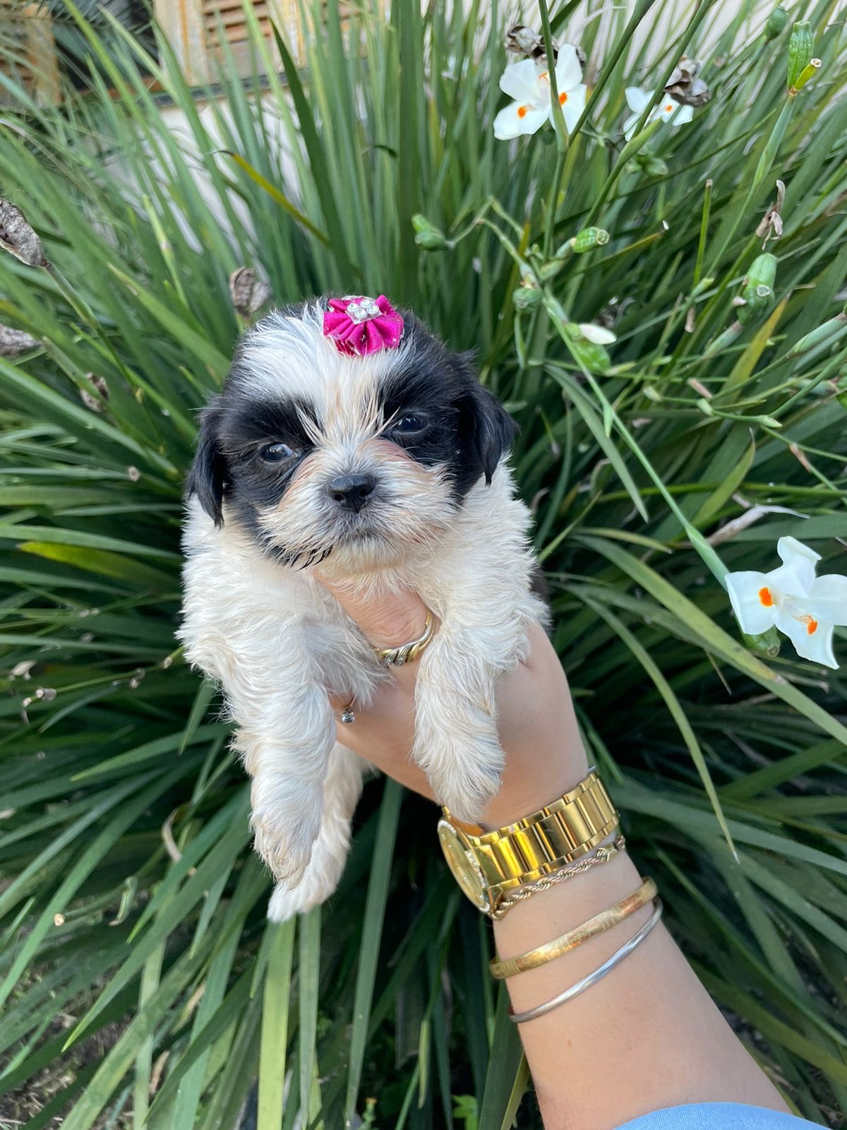 Portal Vendocão Vendo linda fêmea de shih tzu   Porto Alegre 