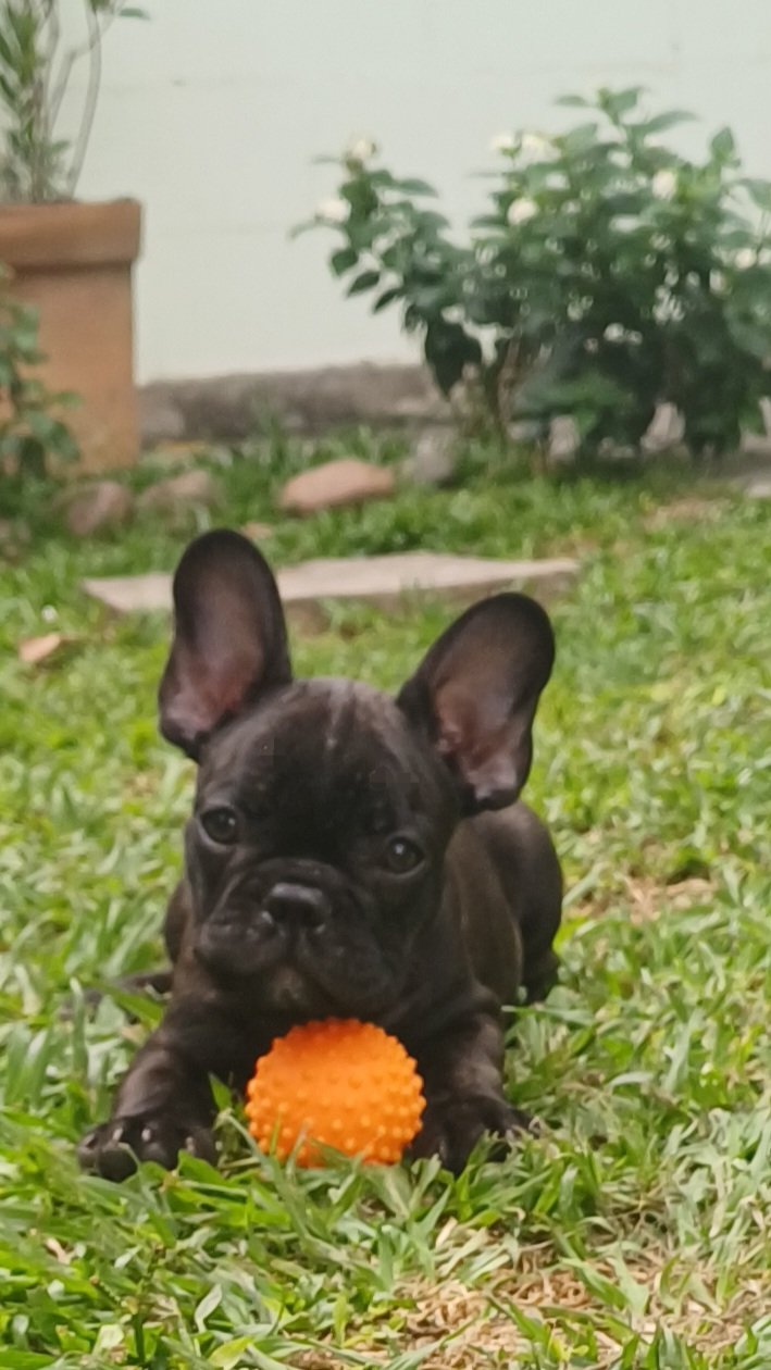 Buldogue Francês  - Foto 1