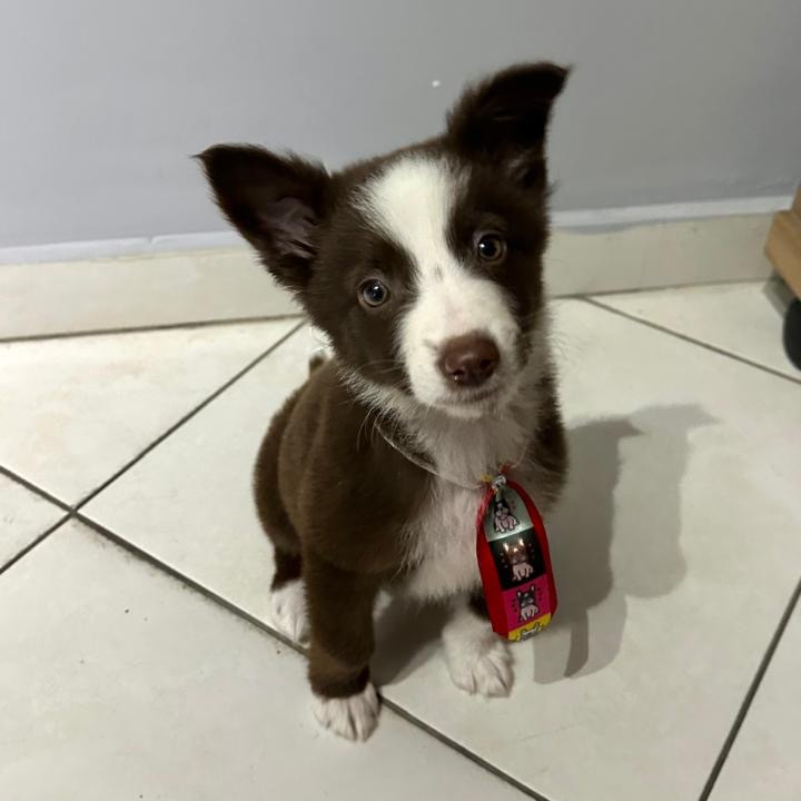 Lindo filhote de border collie - Foto 3
