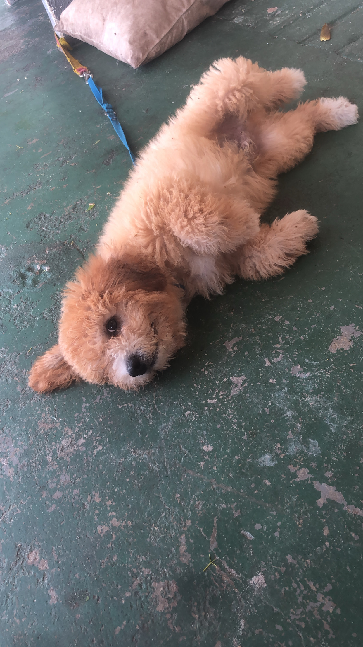 Portal Vendocão Cachorro  Maracanaú 