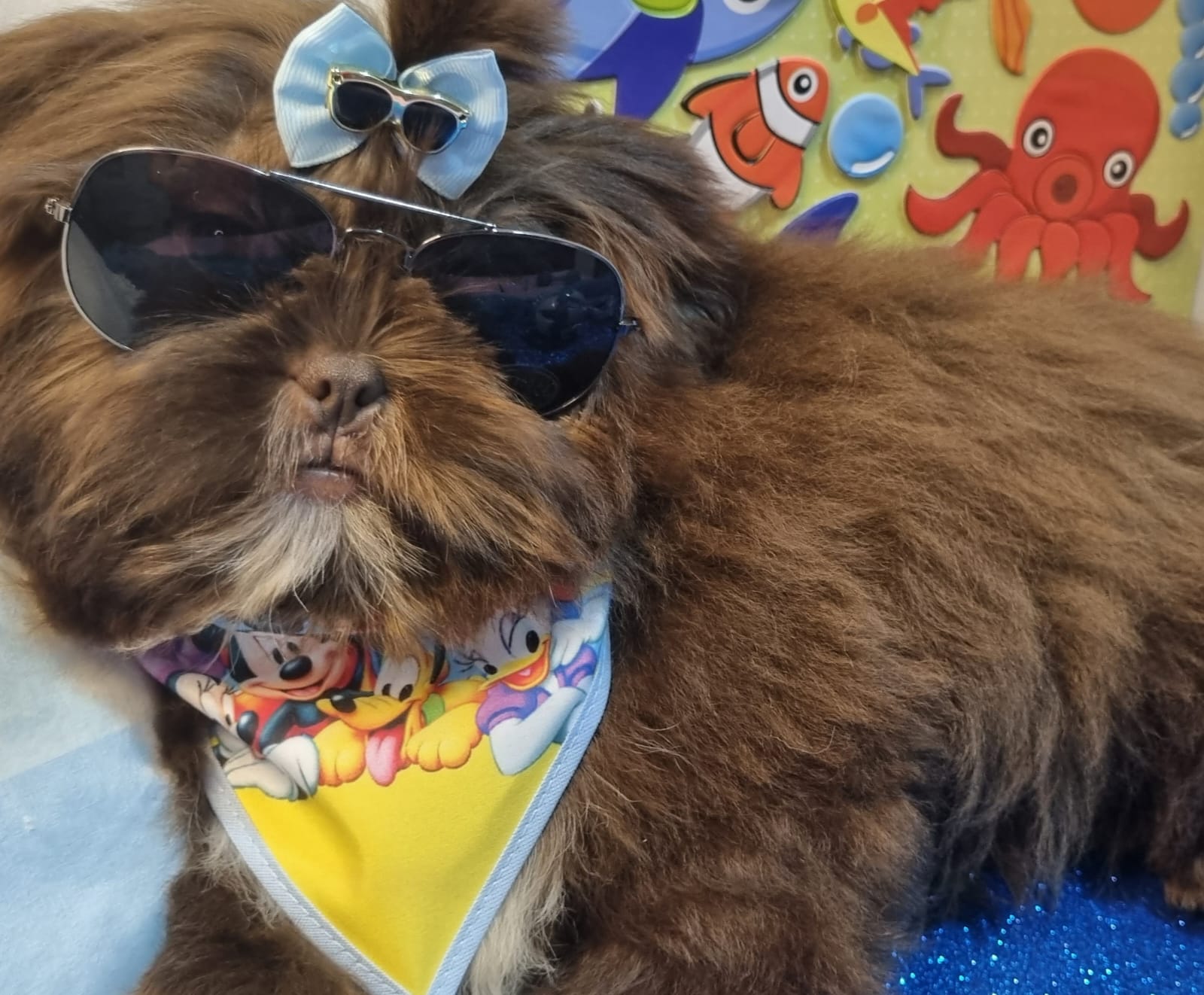 Portal Vendocão Shihtzu Macho Chocolate 5 Meses curitiba