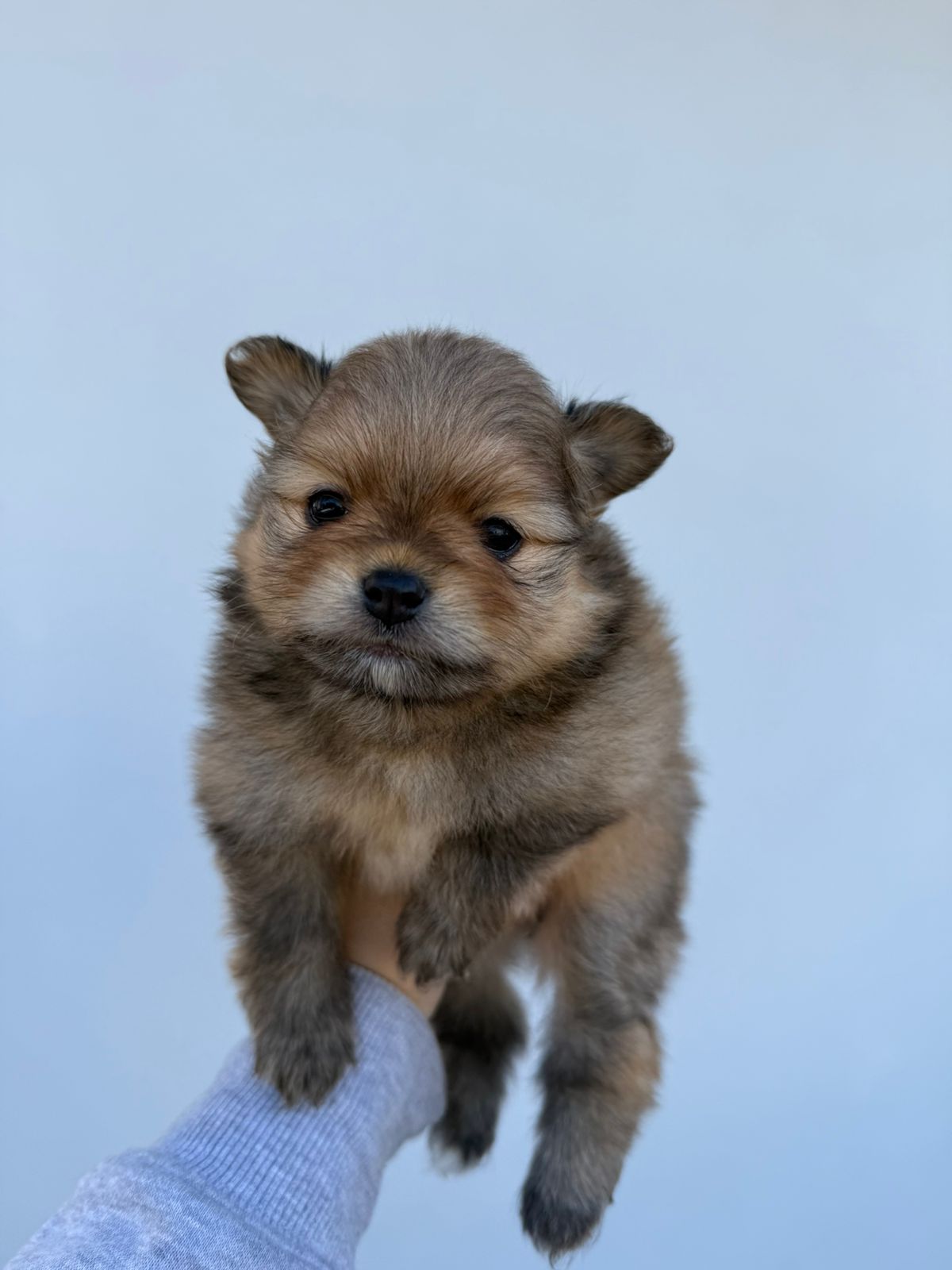 Lulu da pomerania ( ursinho ) - Foto 2