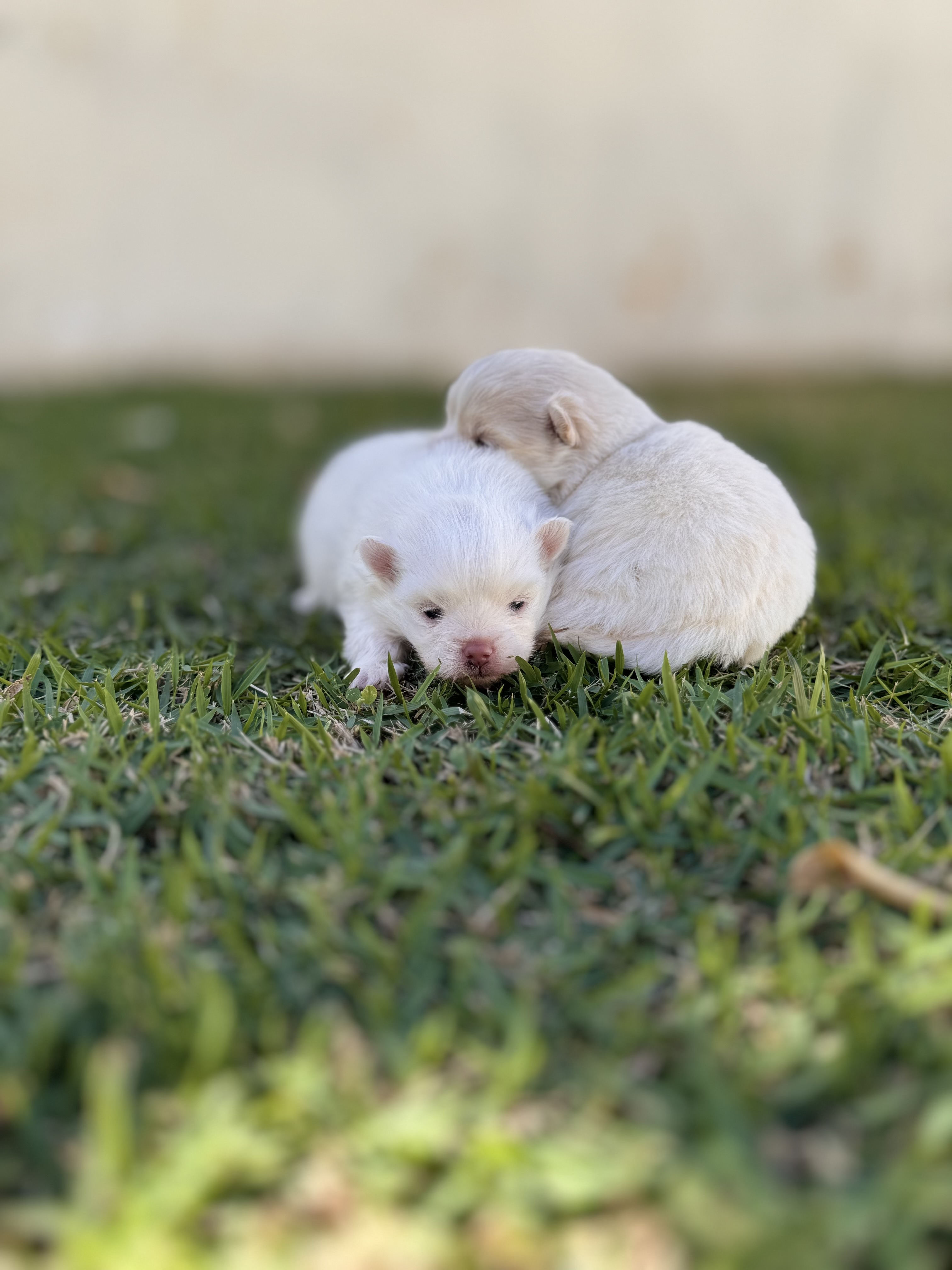 Portal Vendocão Filhotes de Lulu da Pomerânia Dourados